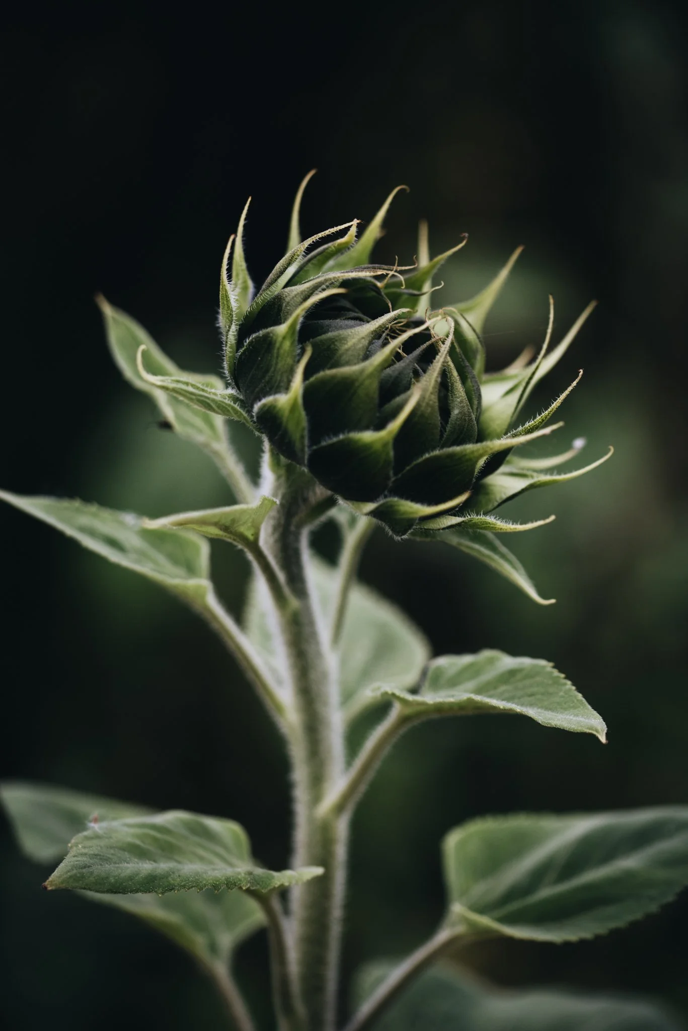 eloise layla nurse flower photography WEB RES-35.jpg