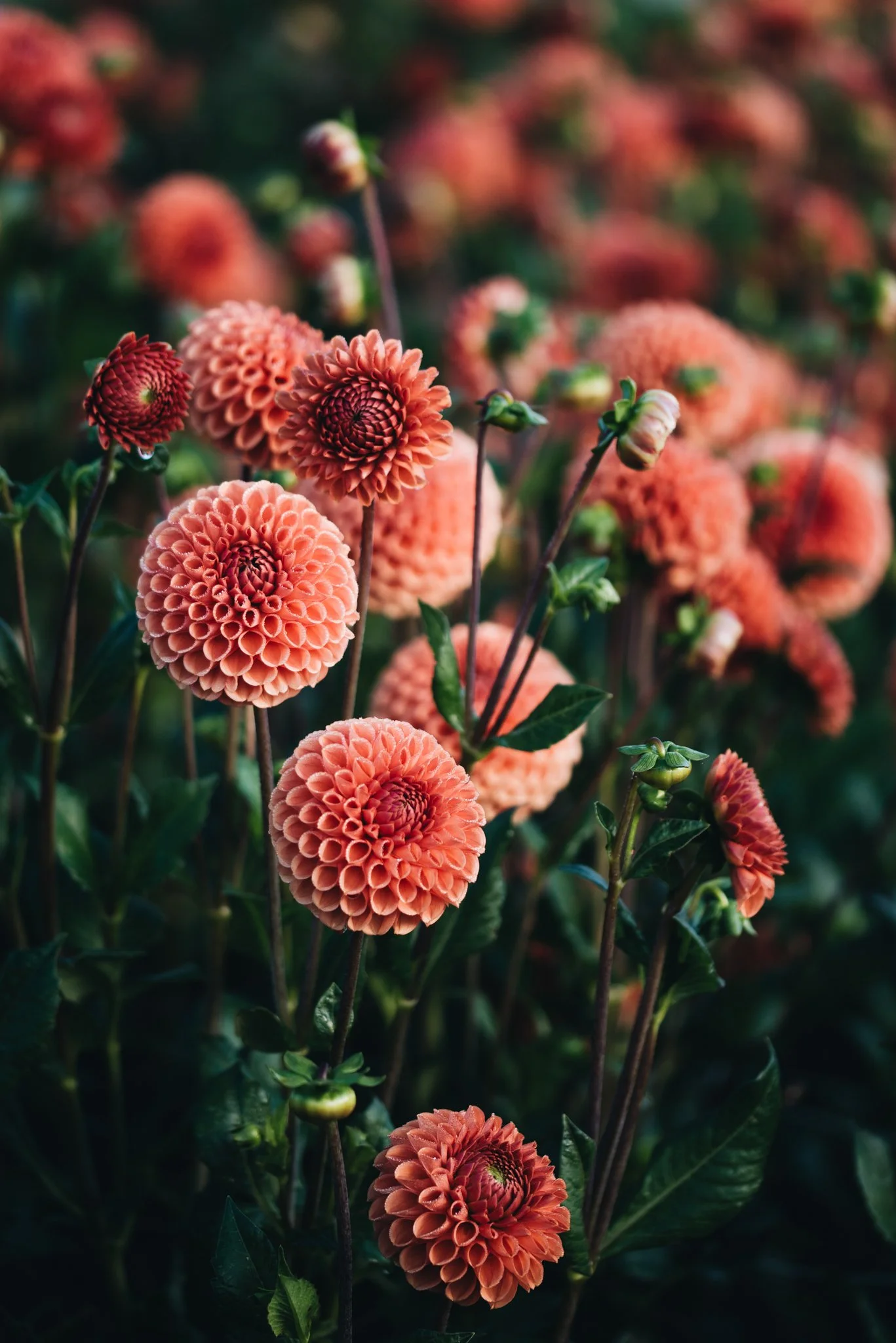 eloise layla nurse flower photography WEB RES-38.jpg