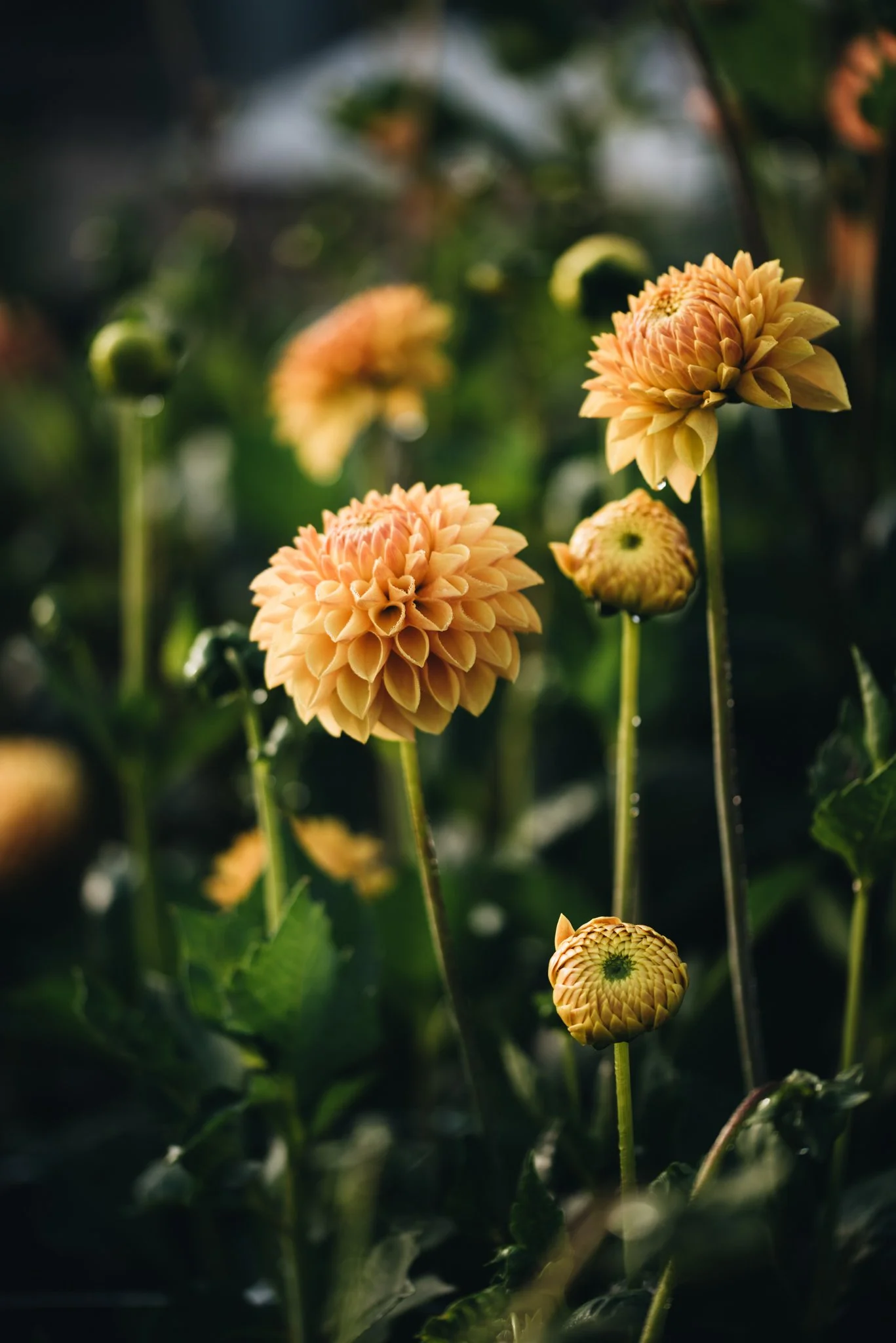 eloise layla nurse flower photography WEB RES-17.jpg