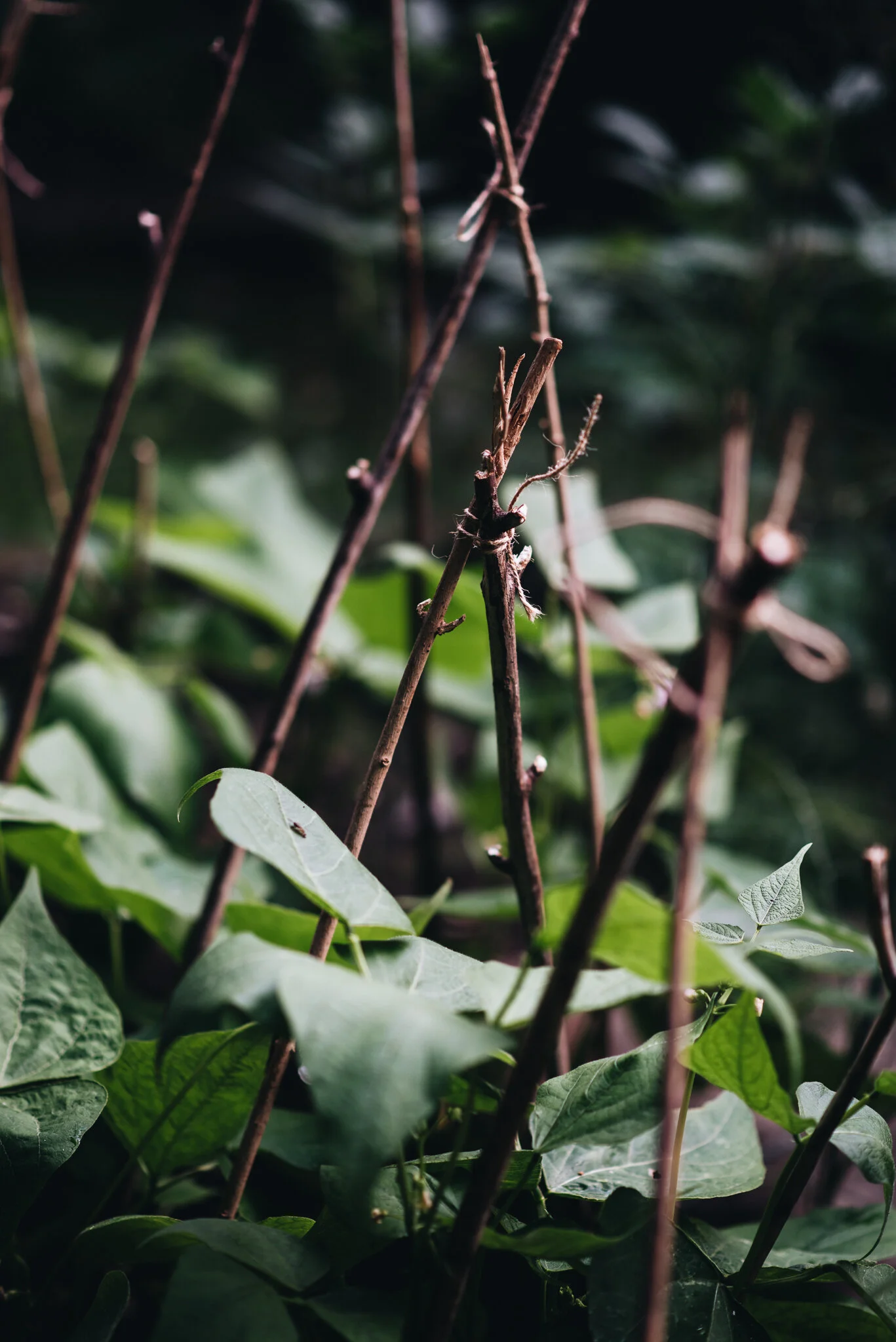 eloise layla nurse garden photographer-1-5.jpg