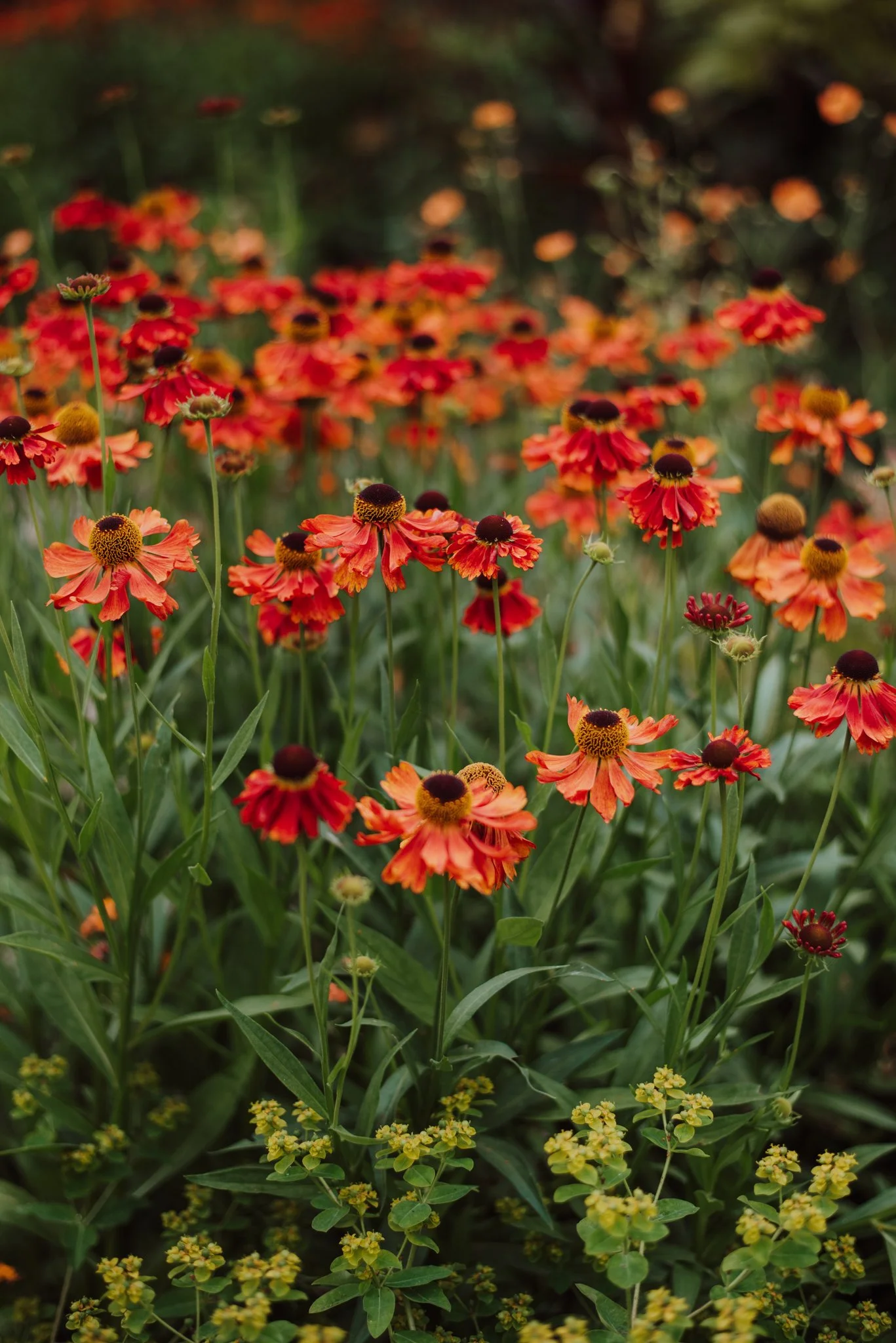 Peak District Flowers Helenium WEB RES-14.jpg
