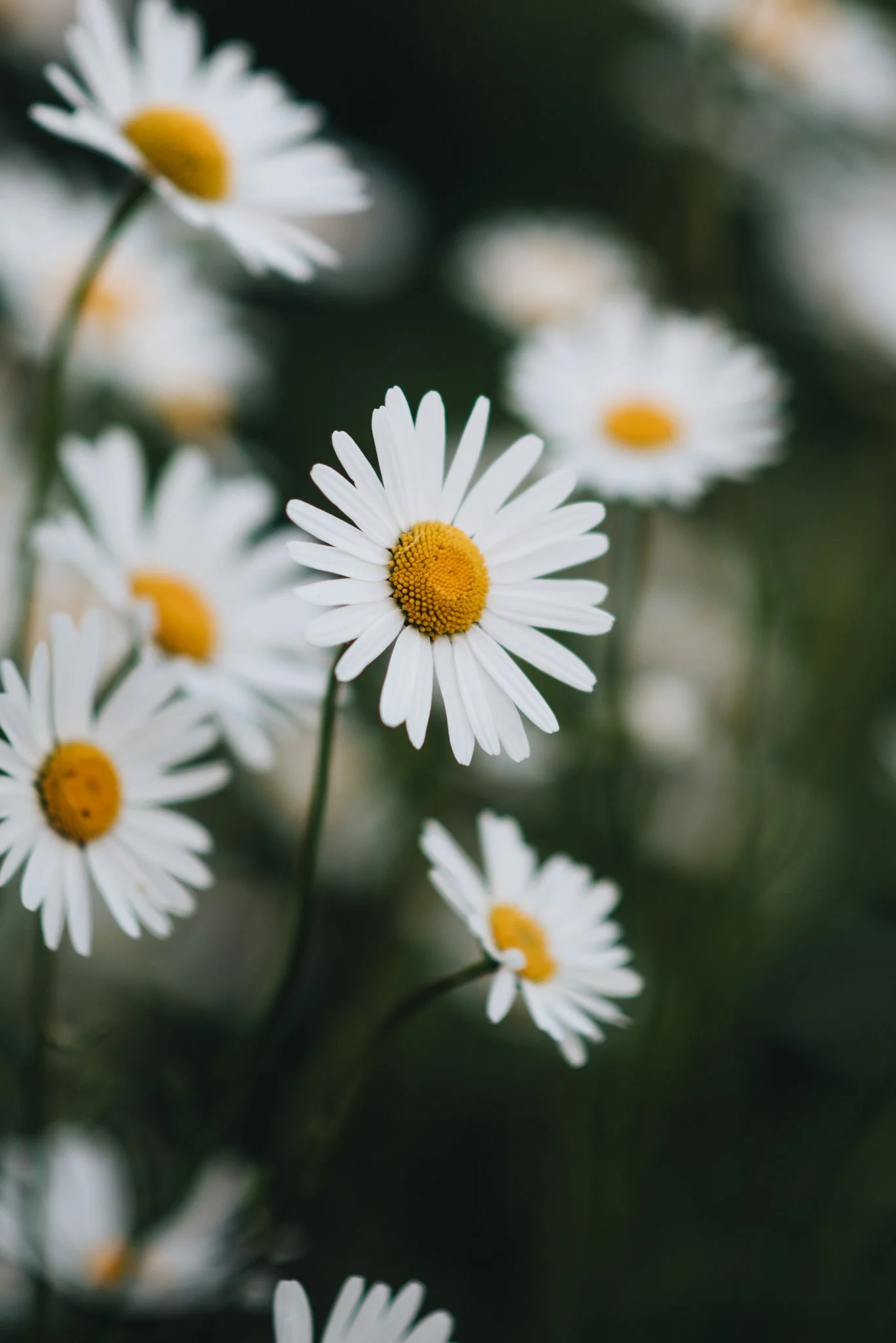 Eloise Nurse WEB RES-16.jpg