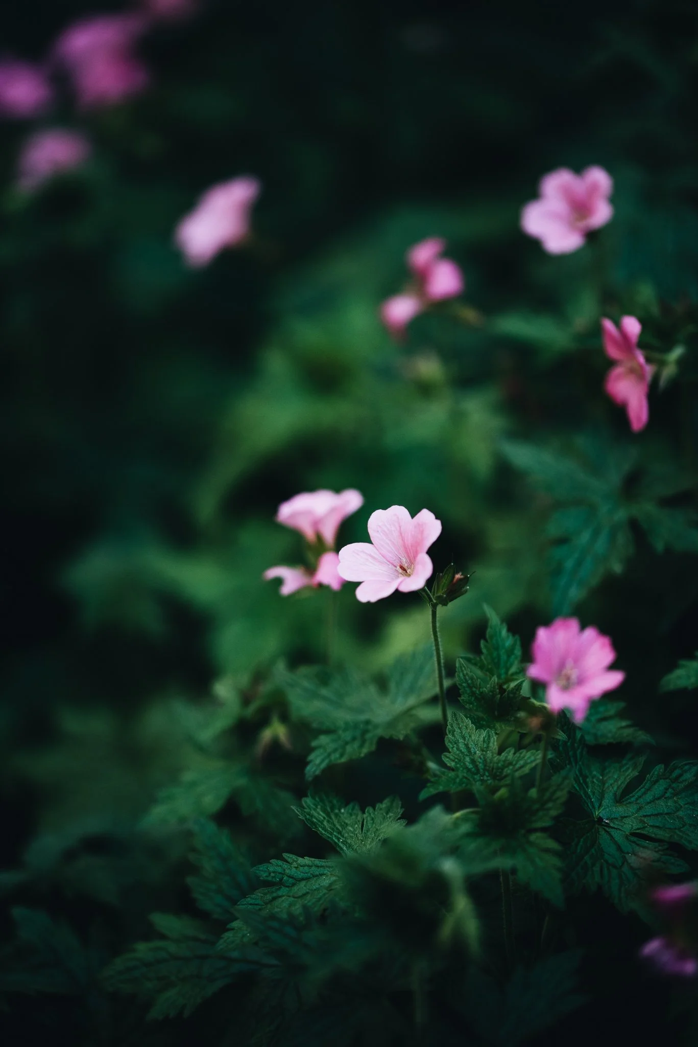 WEB RESOLUTION (SOCIAL MEDIA)-33.jpg