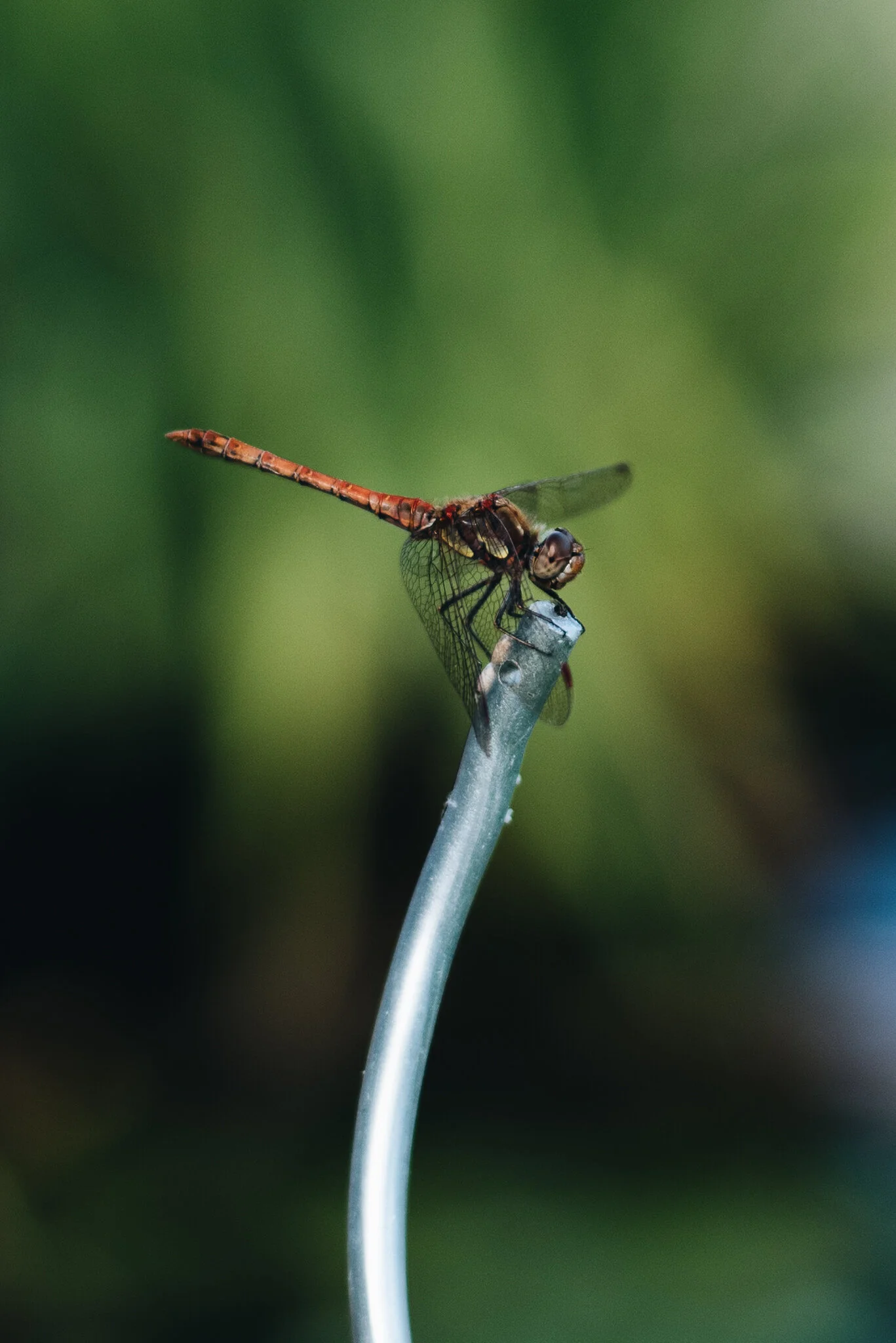eloise layla nurse garden photographer-1-6.jpg