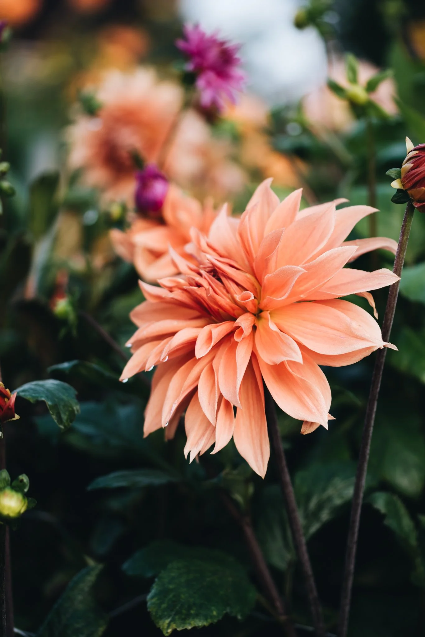 eloise layla nurse flower photography WEB RES-50.jpg