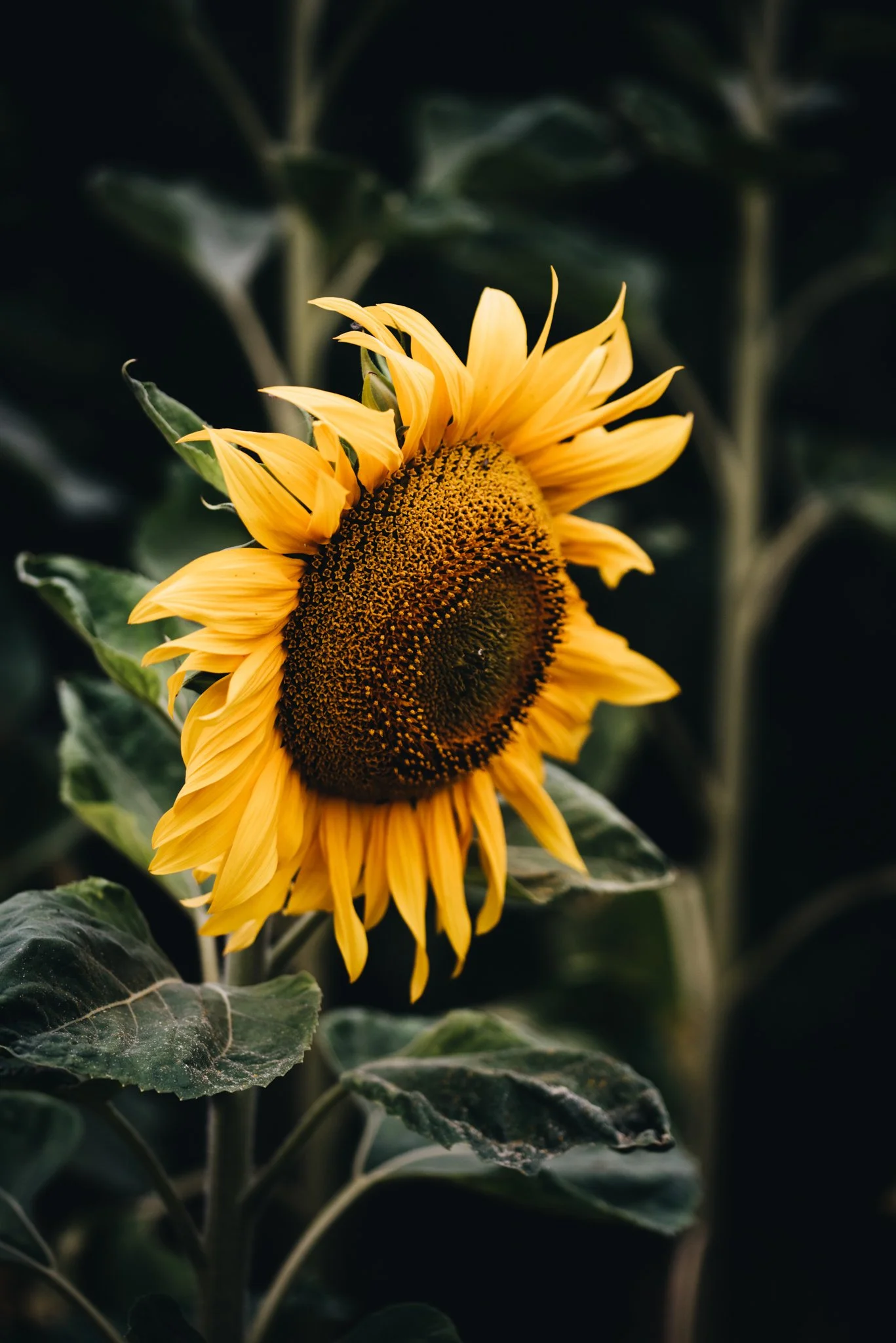 eloise layla nurse flower photography WEB RES-64.jpg