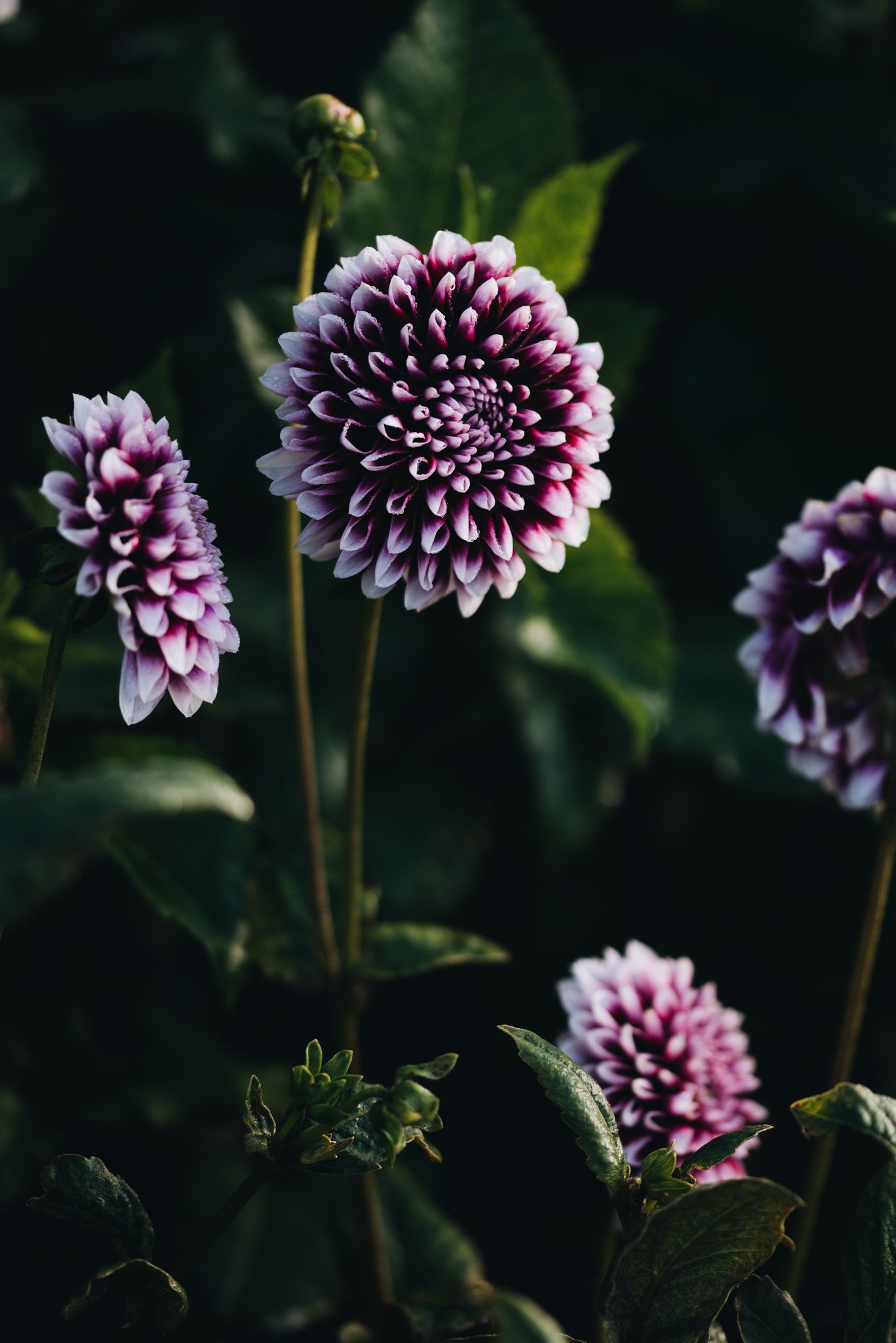 eloise layla nurse flower photography WEB RES-16.jpg