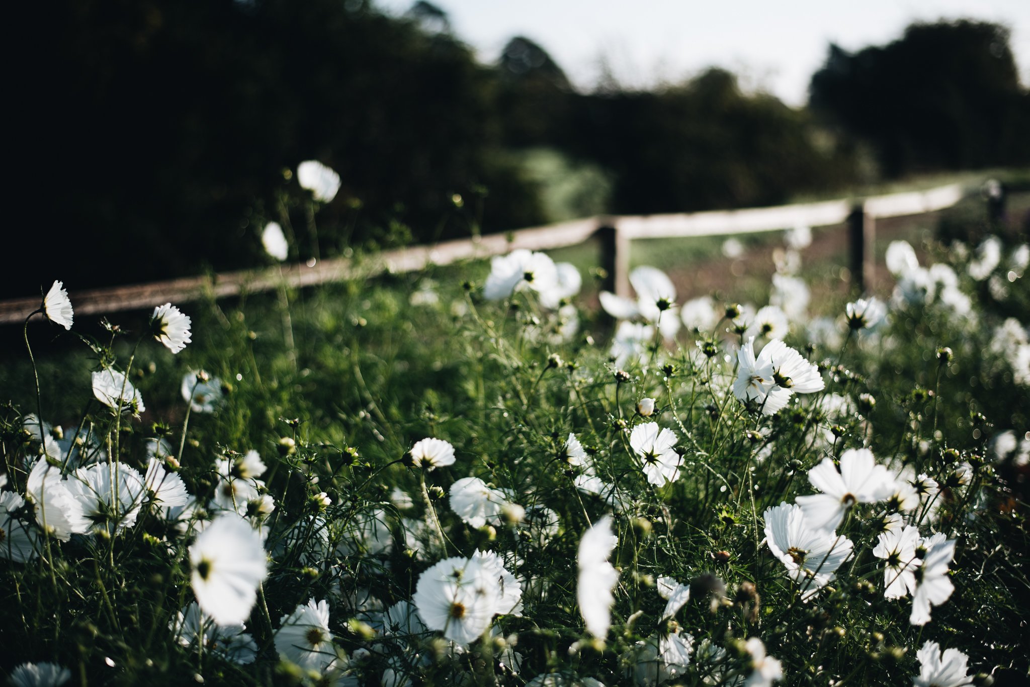 eloise layla nurse flower photography WEB RES-58.jpg