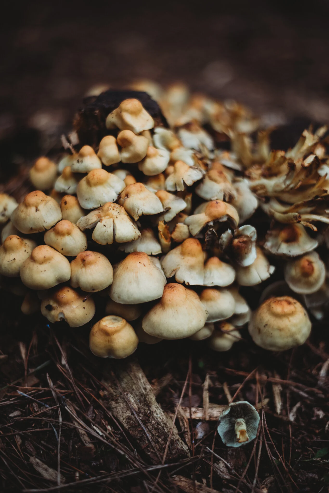 eloise layla nurse garden photographer-4-5.jpg