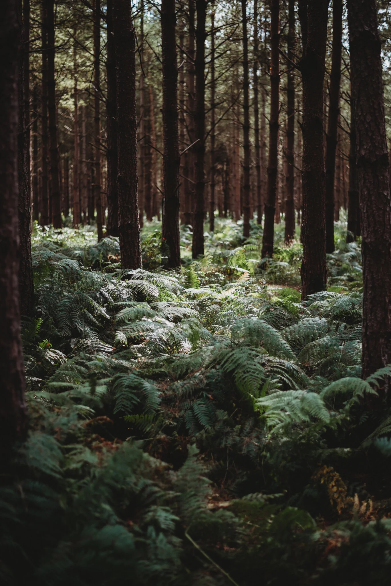 eloise layla nurse garden photographer-3-5.jpg
