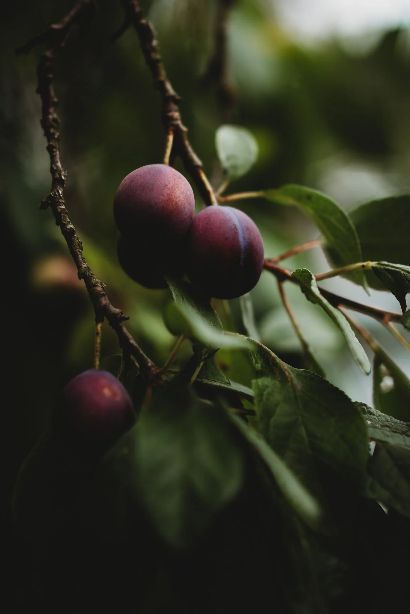 eloise layla nurse garden photographer-4-2.jpg