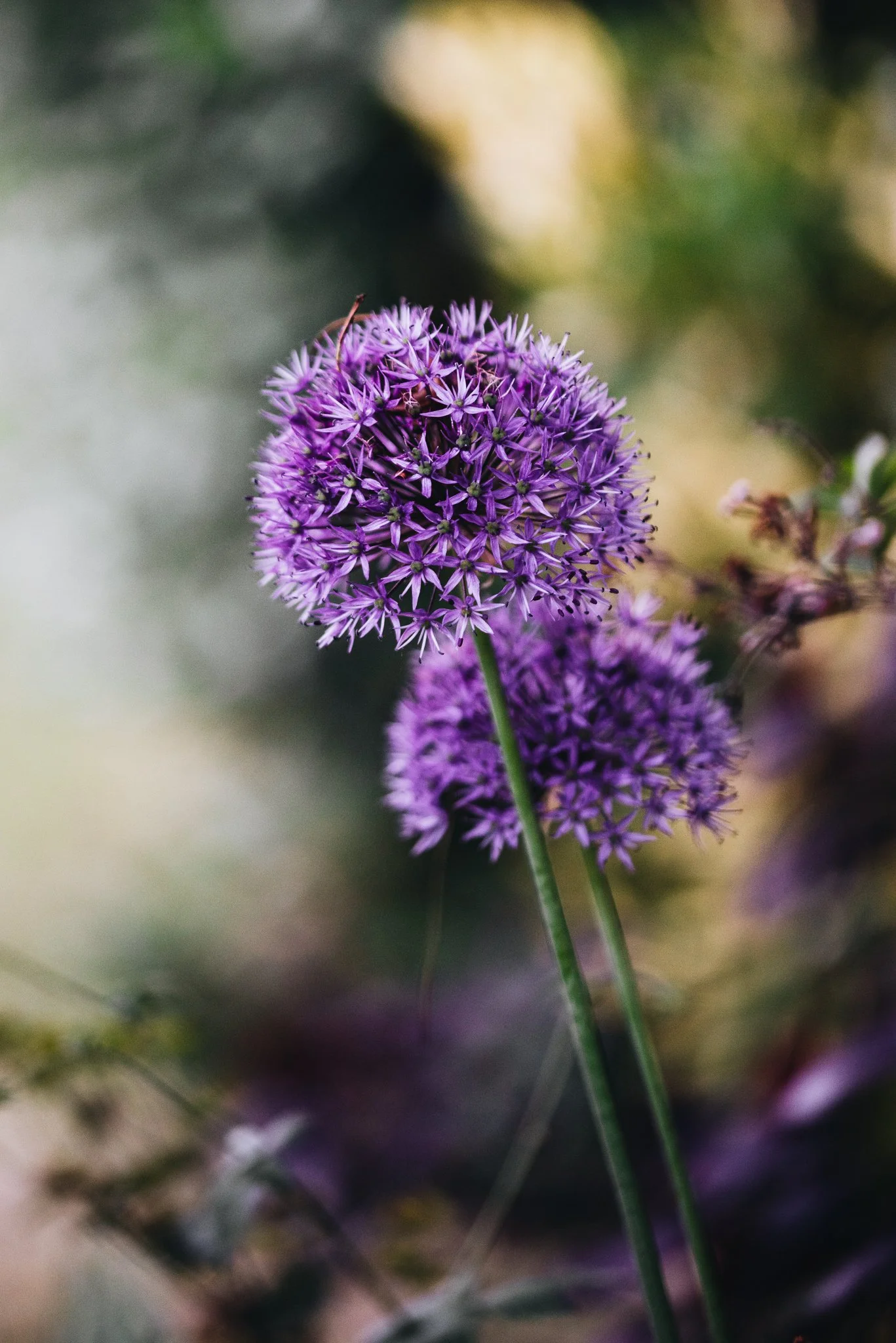 eloise layla nurse garden photographer-1-11.jpg