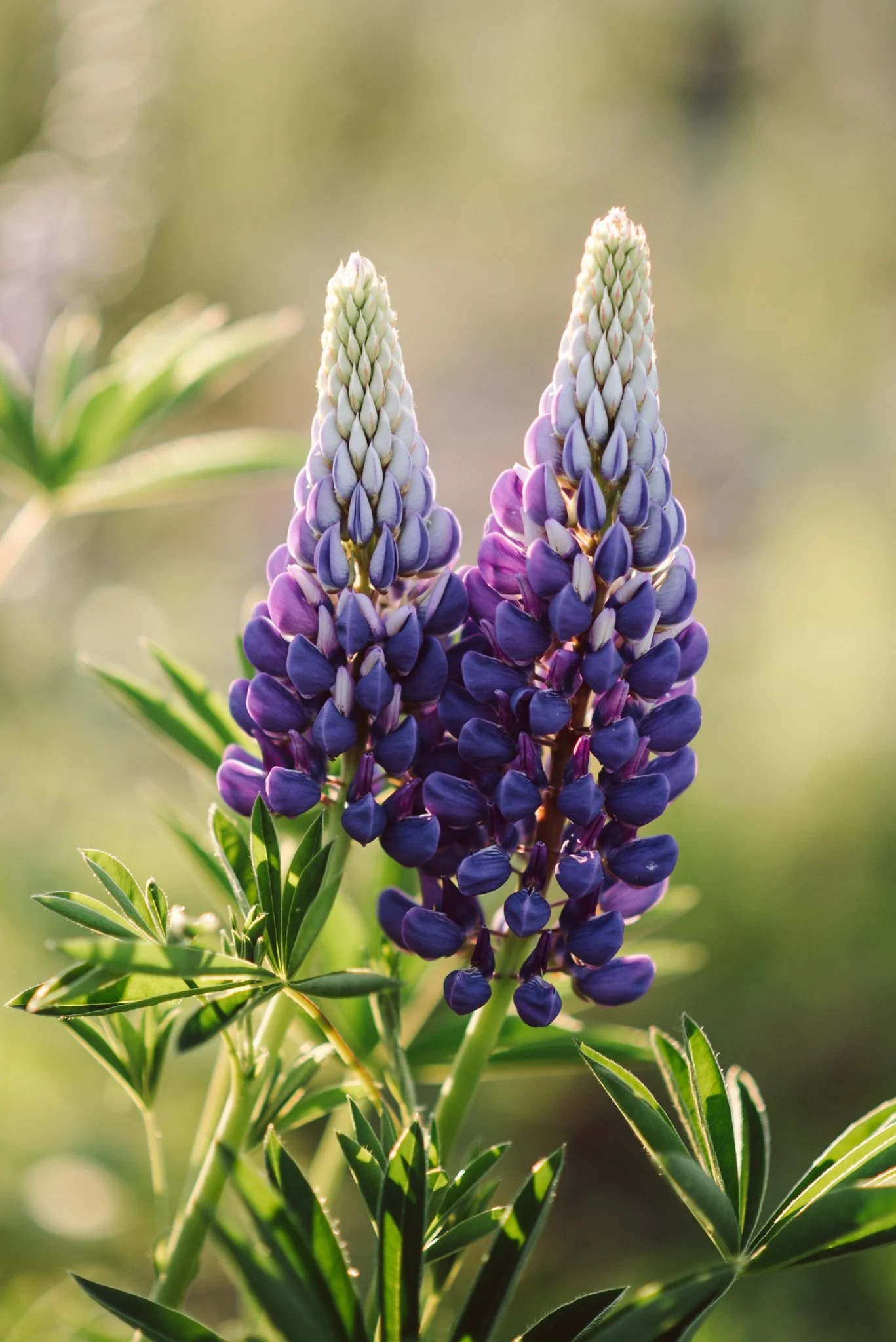 Eloise Nurse WEB RES-13-2.jpg