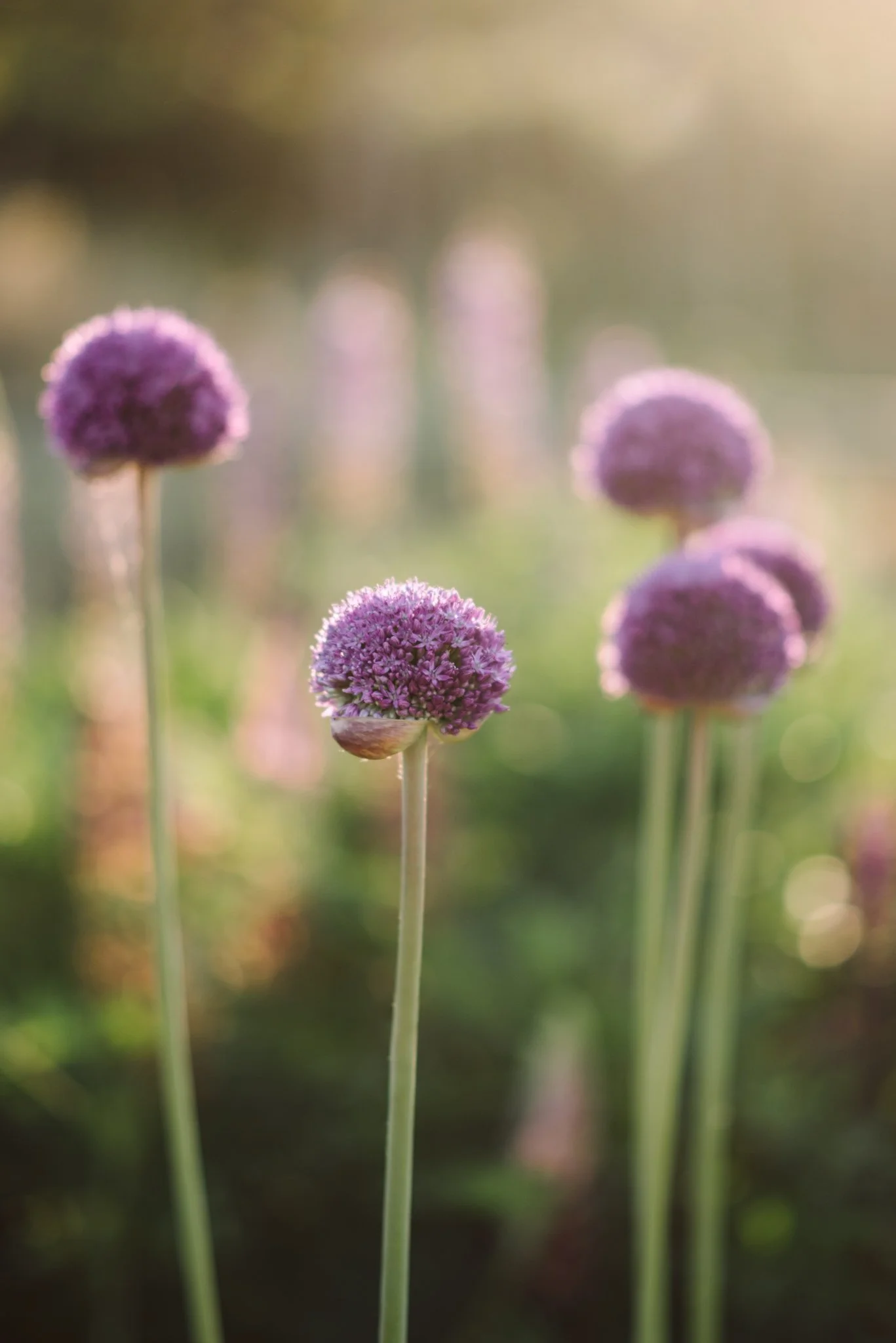 Eloise Nurse WEB RES-11-2.jpg