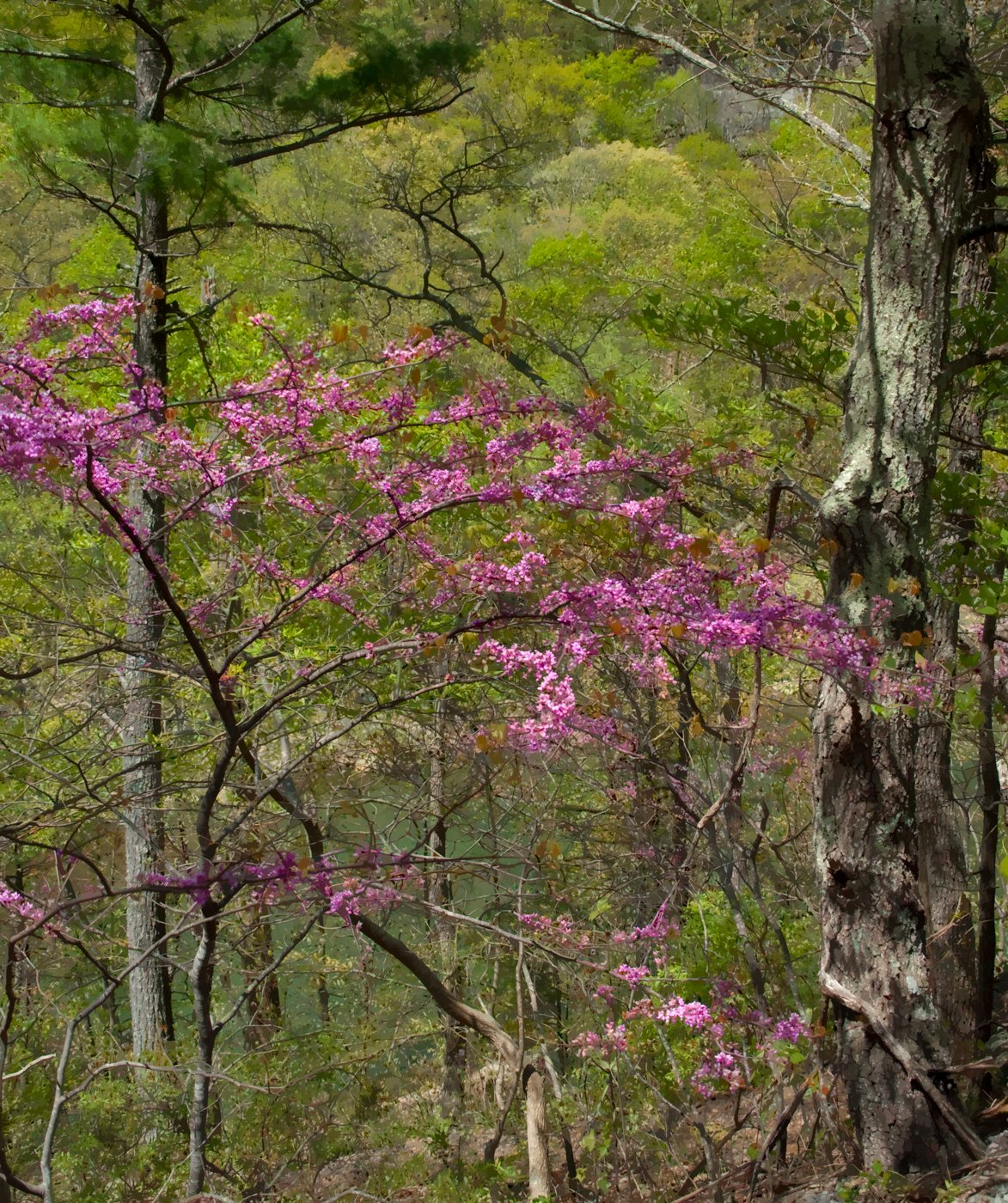 final redbud (1 of 1).jpg