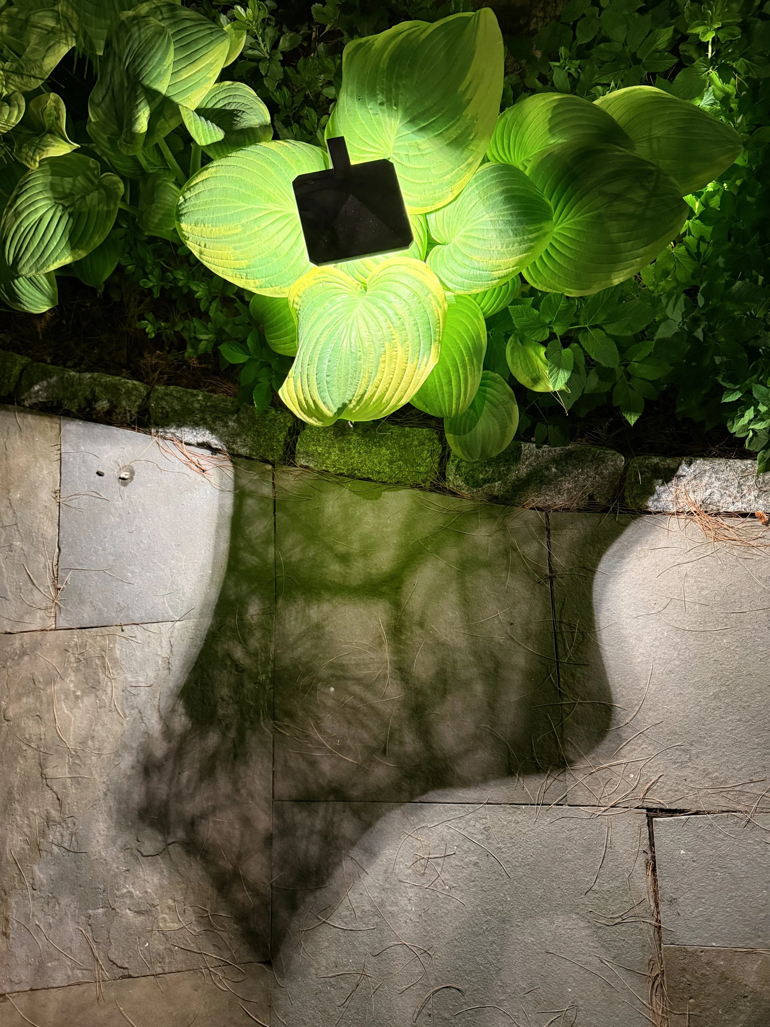 shadow of a hosta