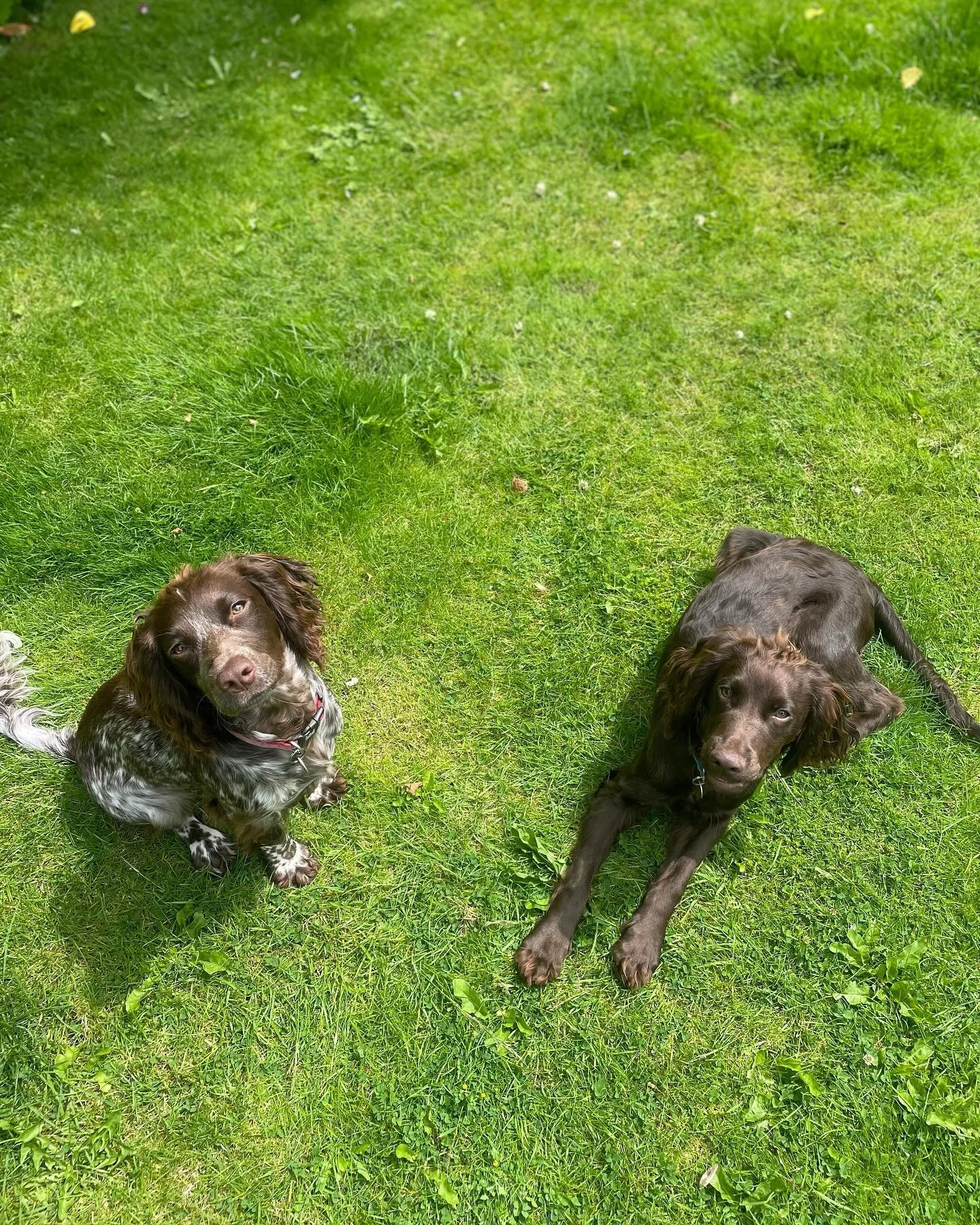 Jarvis &amp; Pepper now in the latter stages of their Assistant Mountain Leader Award training&hellip;&hellip;

I&rsquo;m not sure the #ukmountains community is ready for these two yet, but I can&rsquo;t contain their enthusiasm much longer 😬😂

Loc