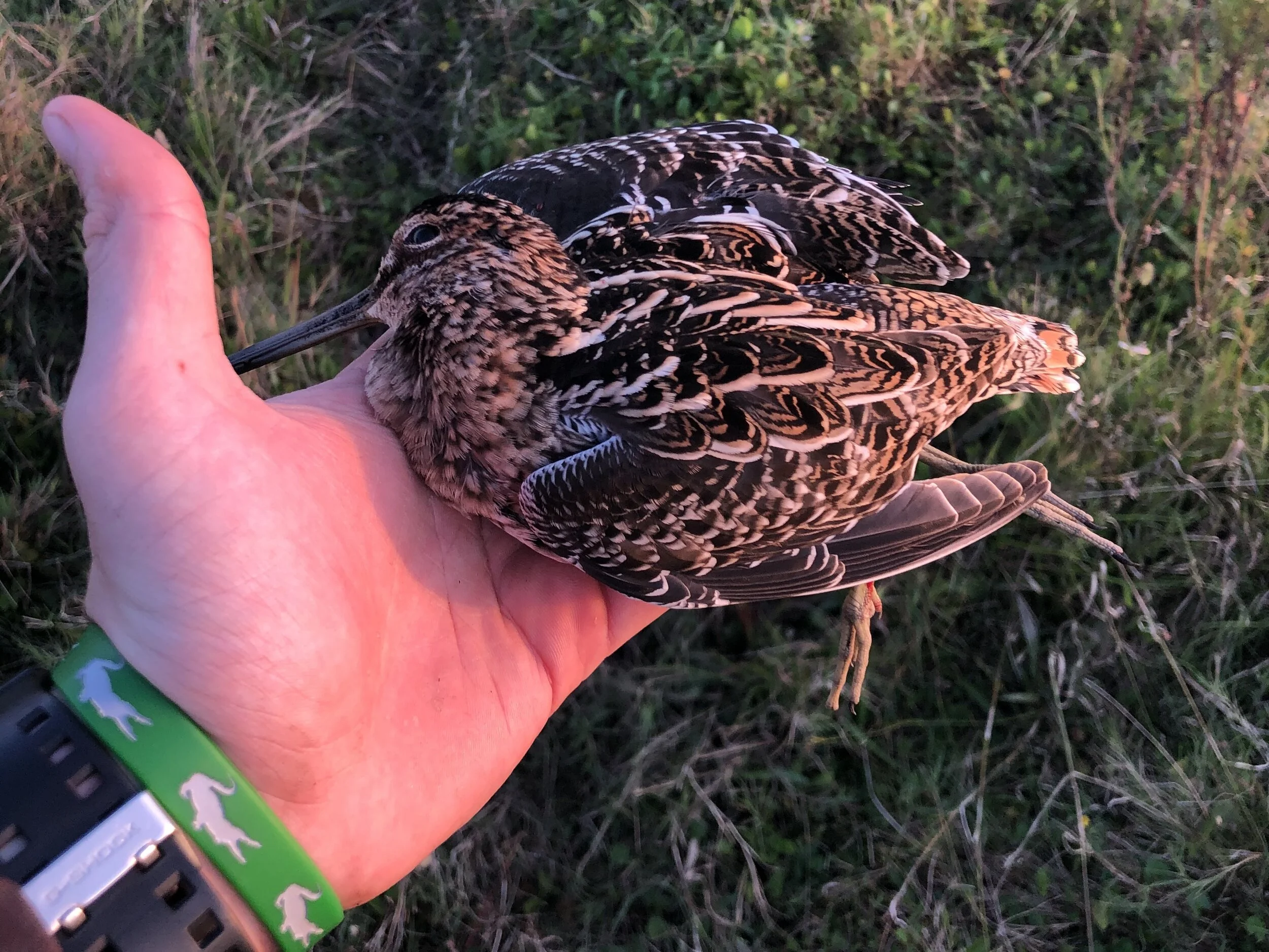 Snipe hunting guide – snipe hunting definition – Akapv