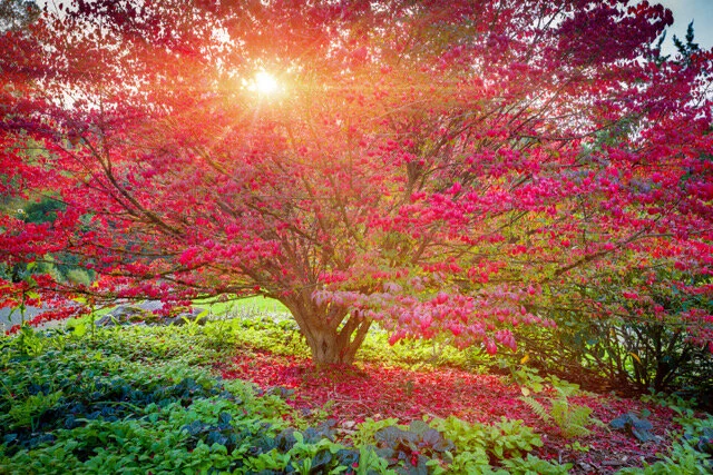 PDXproperty.com_Japanese_Gardens_2.jpeg