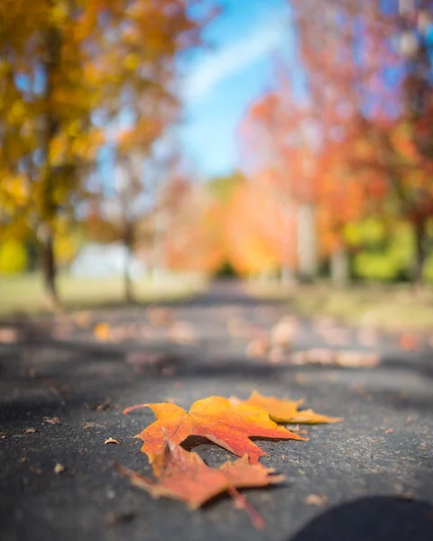 PDXproperty.com_Portland_Fall_Picture.jpeg