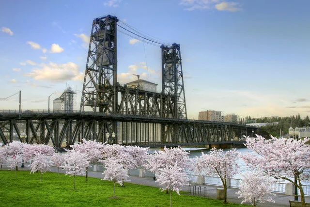 PDXproperty.com_Cherry_Blossoms.jpeg