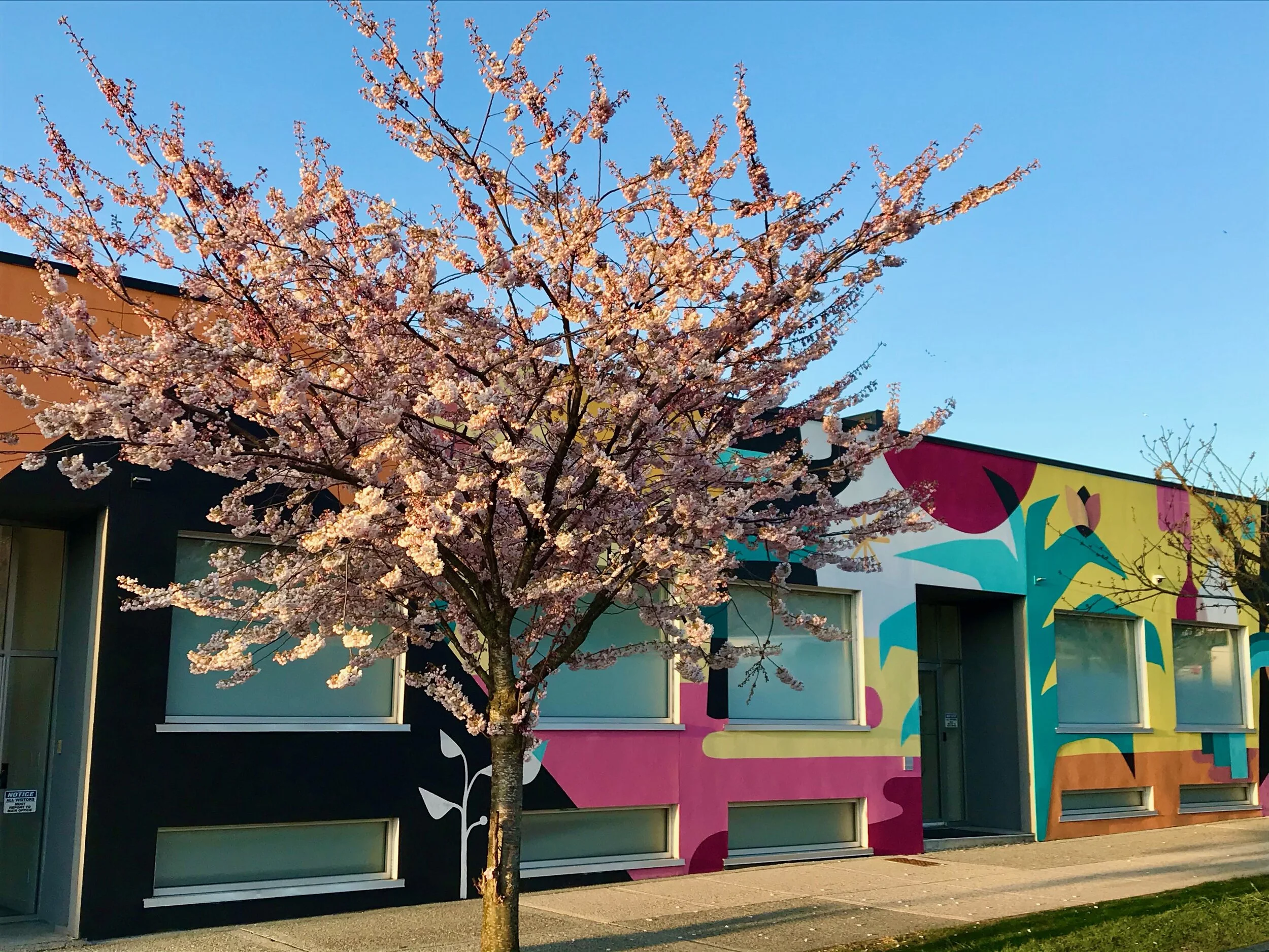 Cherry Blossom Mural Walk