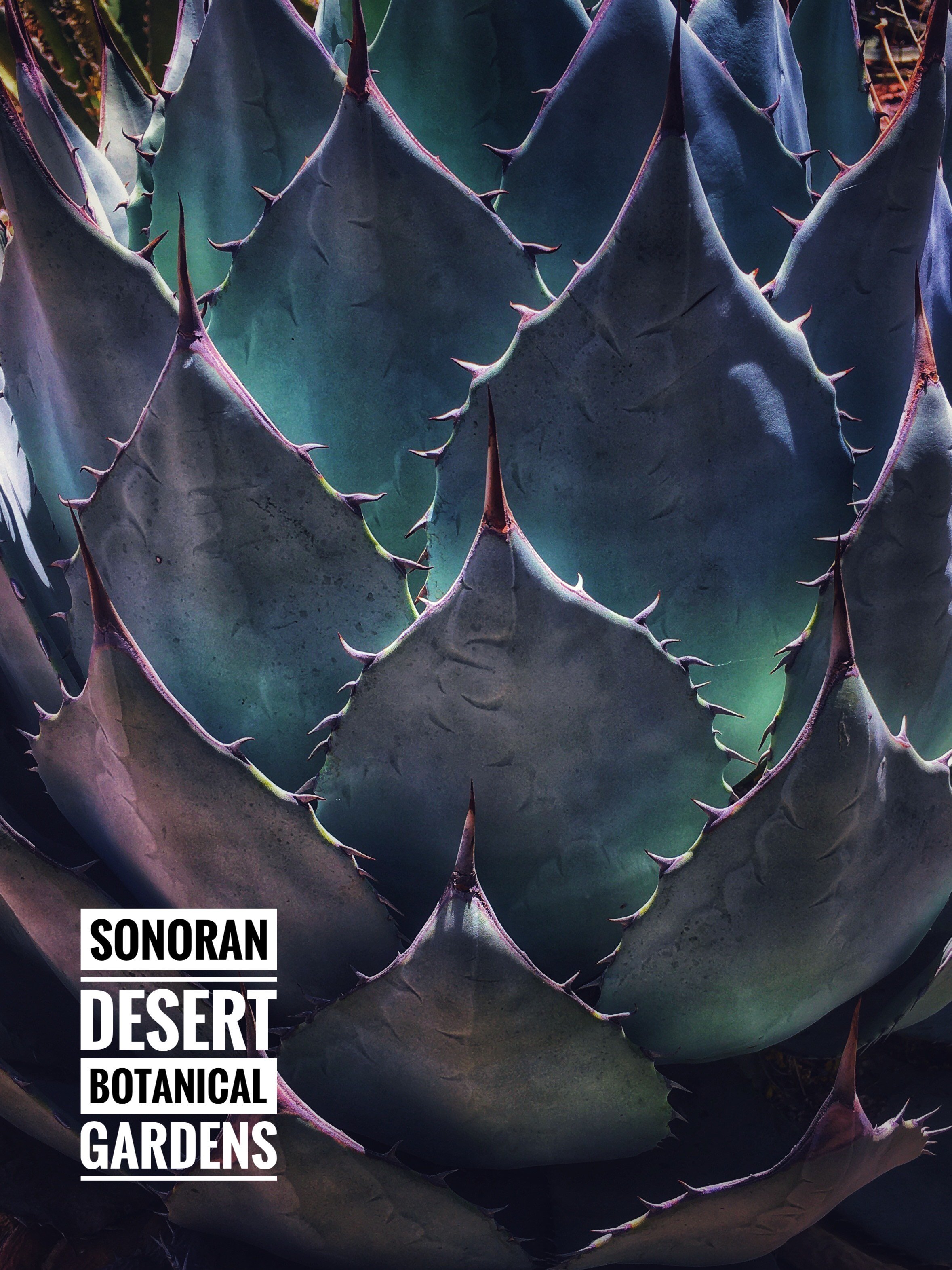 image_2211sonoran.JPG