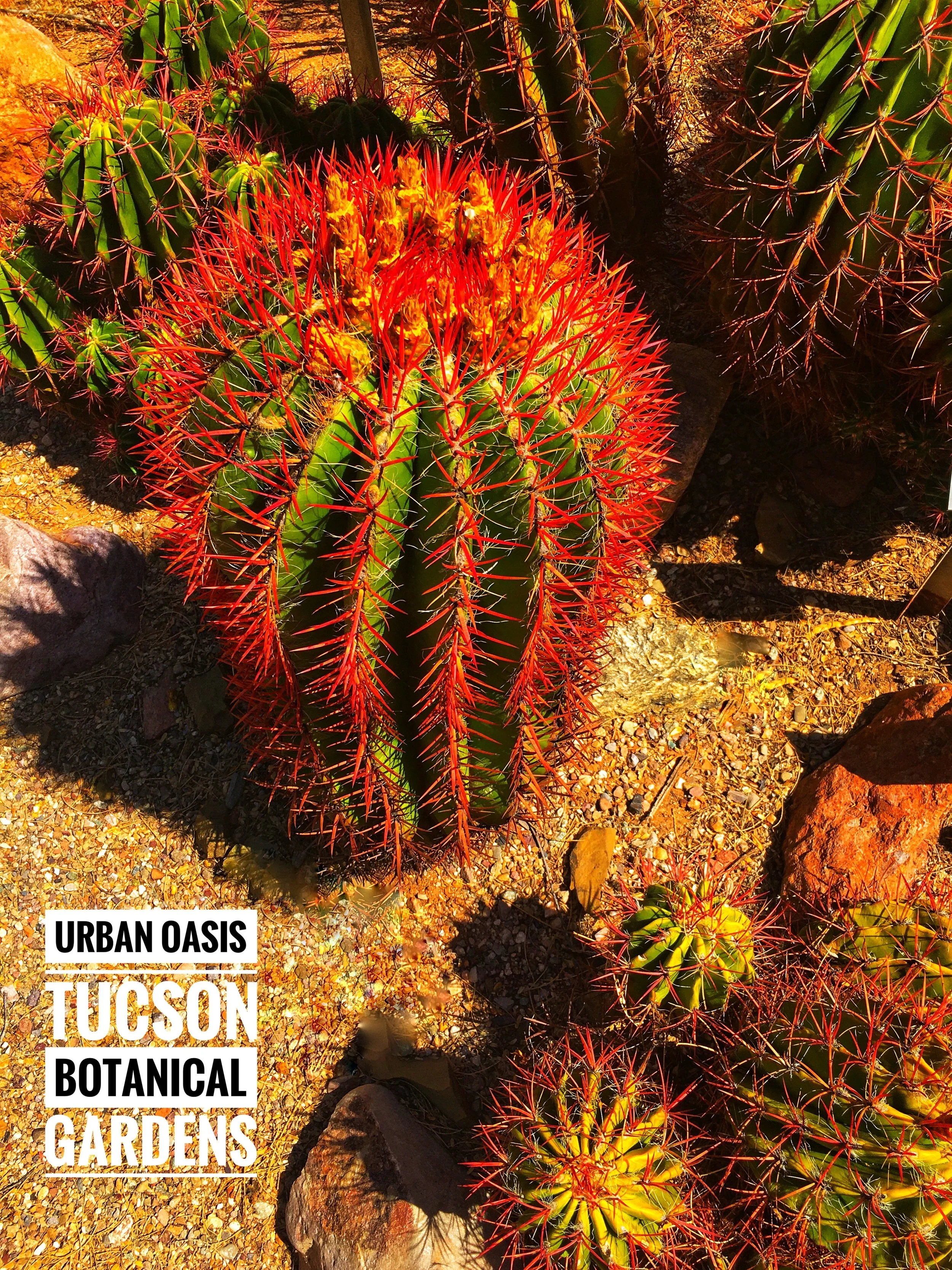 image_urban_oasis.JPG