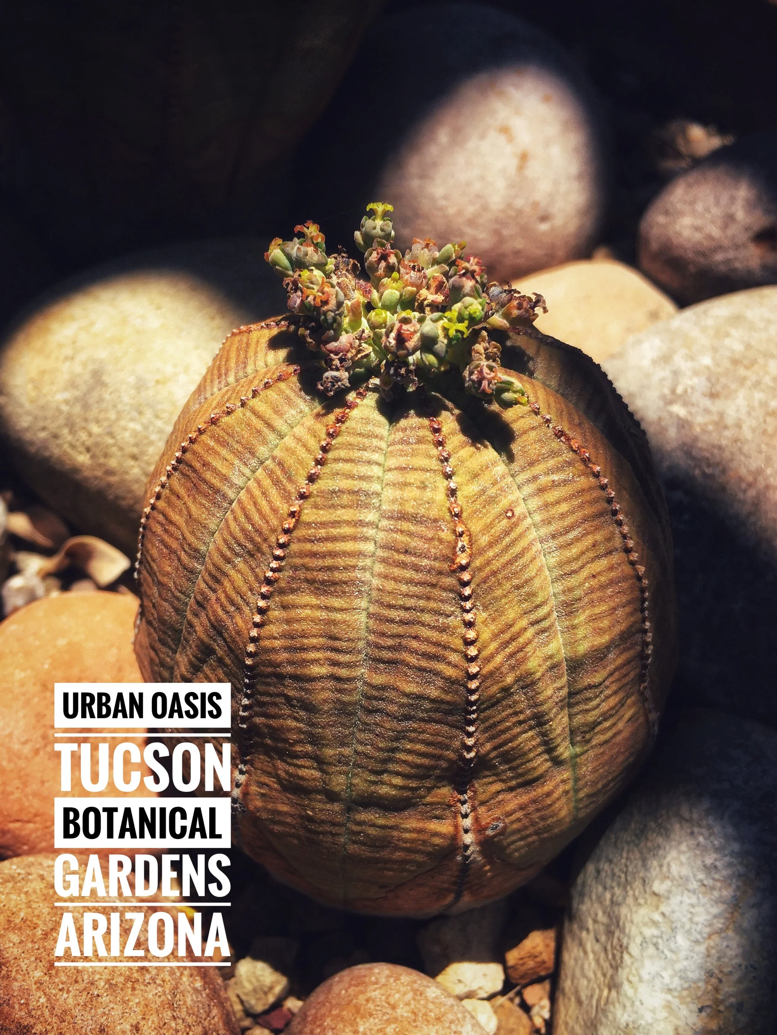image_egg_cactus.JPG