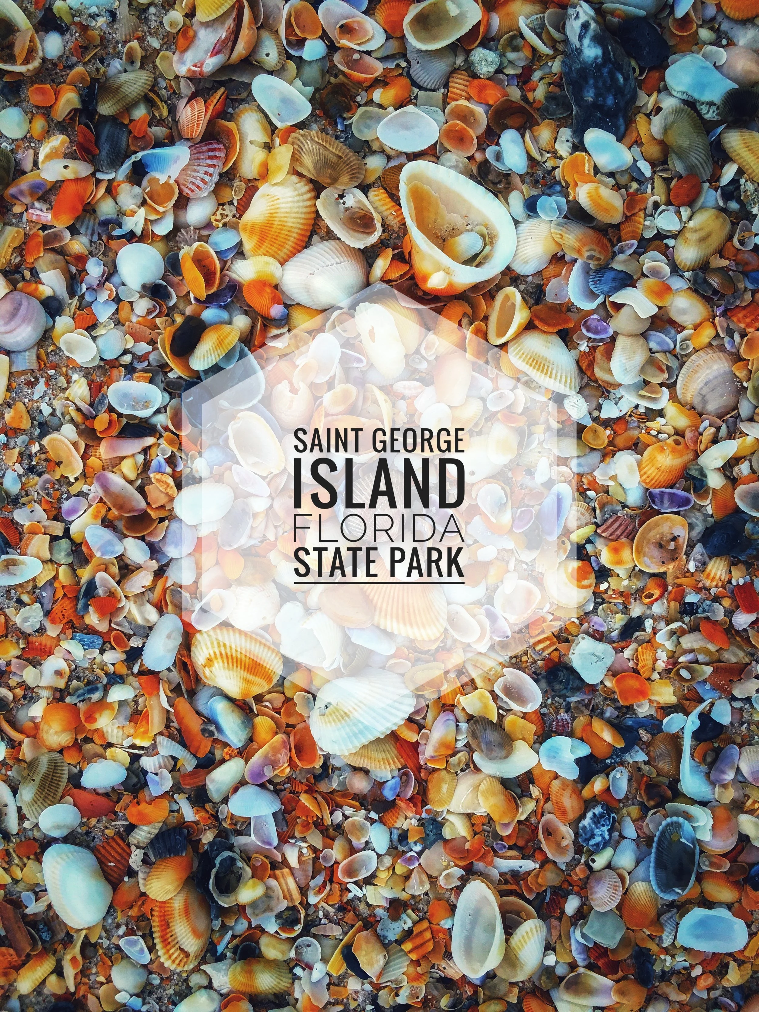 image_seashells.JPG
