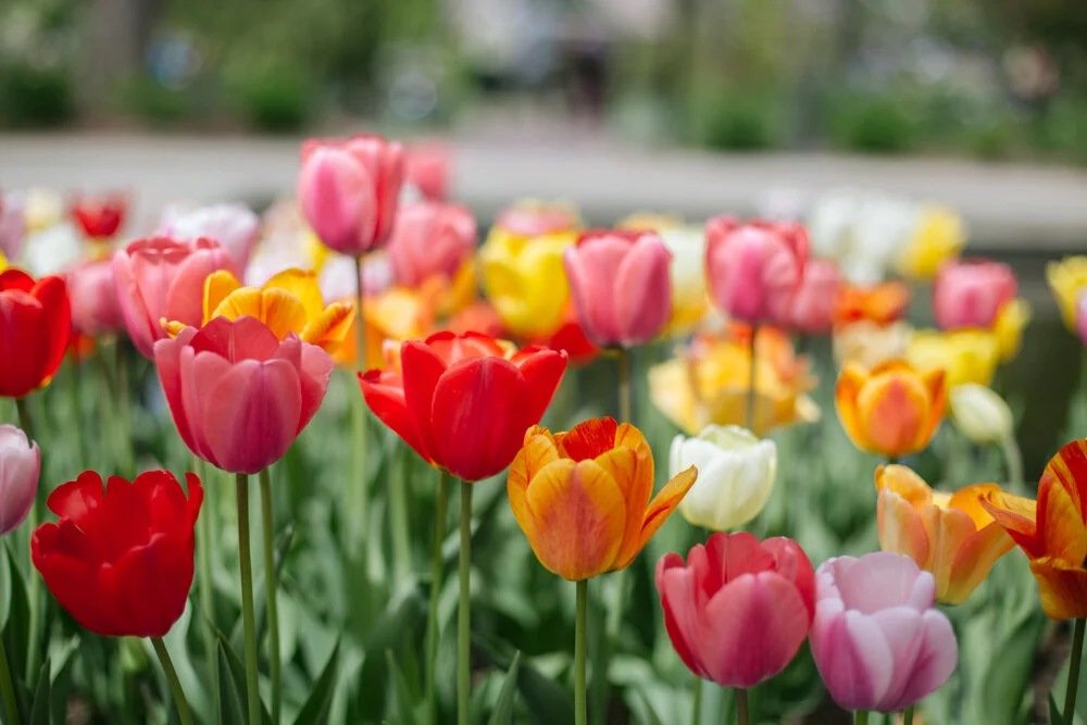 tulips-5951.jpg