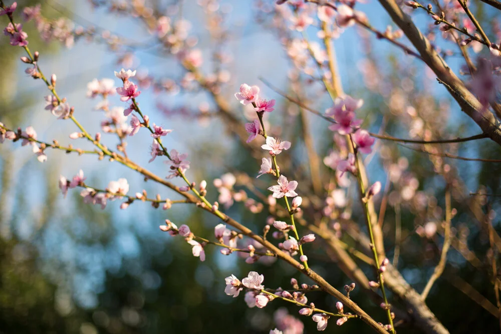 blossoms3.jpg