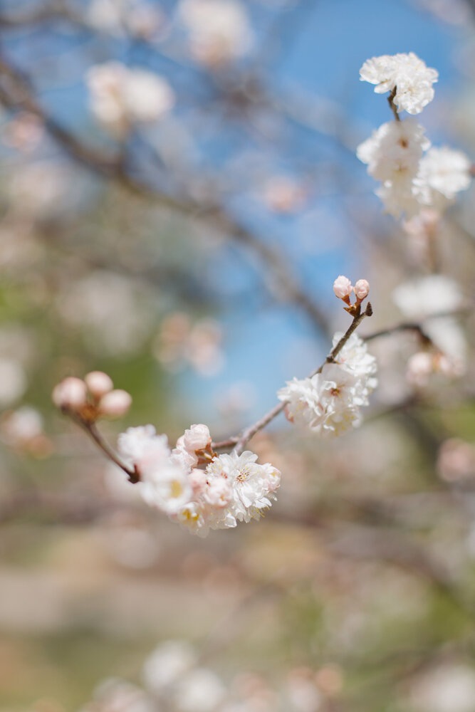 blossoms6.jpg