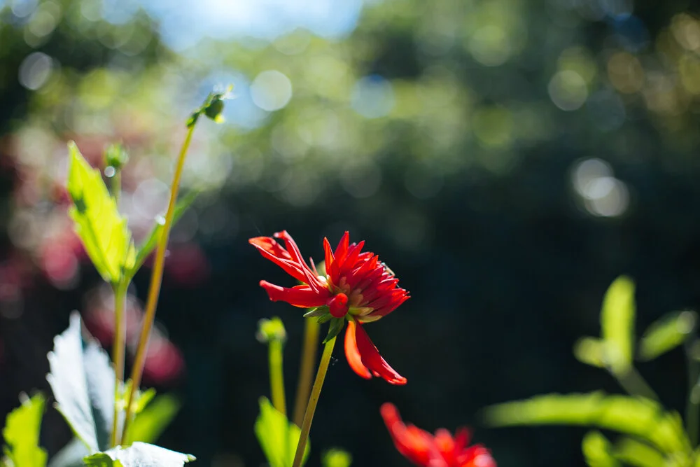 Travel Photography Giverny France