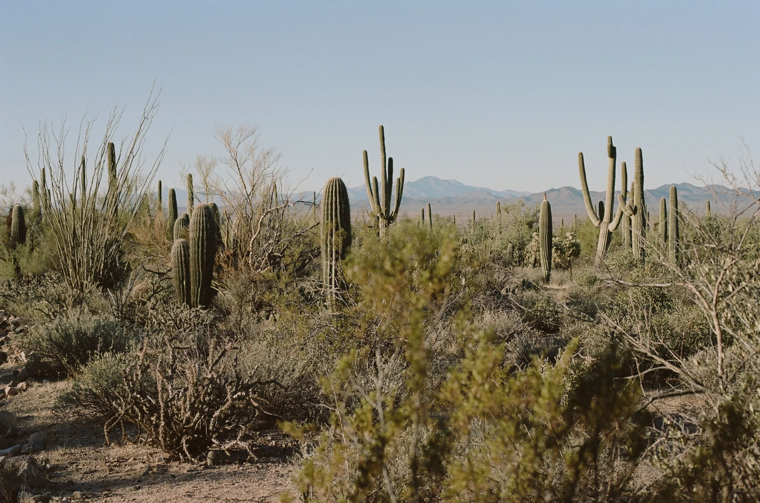 Desert Southwest on Film