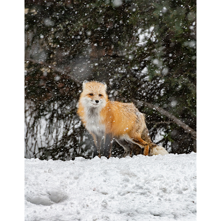Jackson Turner Red Fox Digital Photography 12"x18" $500.png