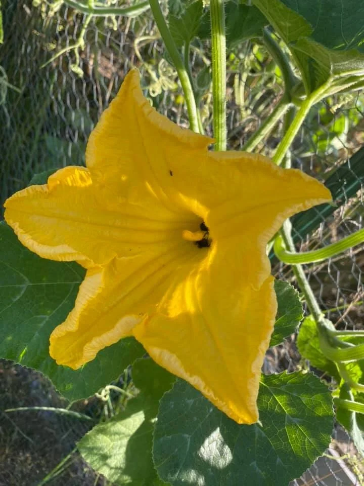 Gardening For Beginners Sunita Badola