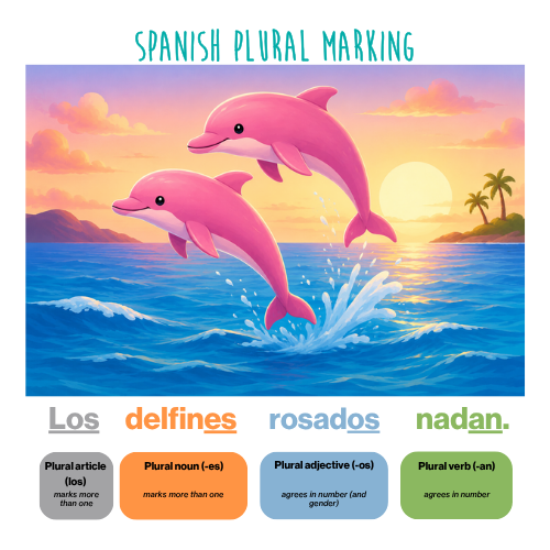 Illustrated graphic showing two pink dolphins jumping in the ocean with the Spanish sentence “Los delfines rosados nadan” color-coded to highlight plural article, noun, adjective, and verb agreement.