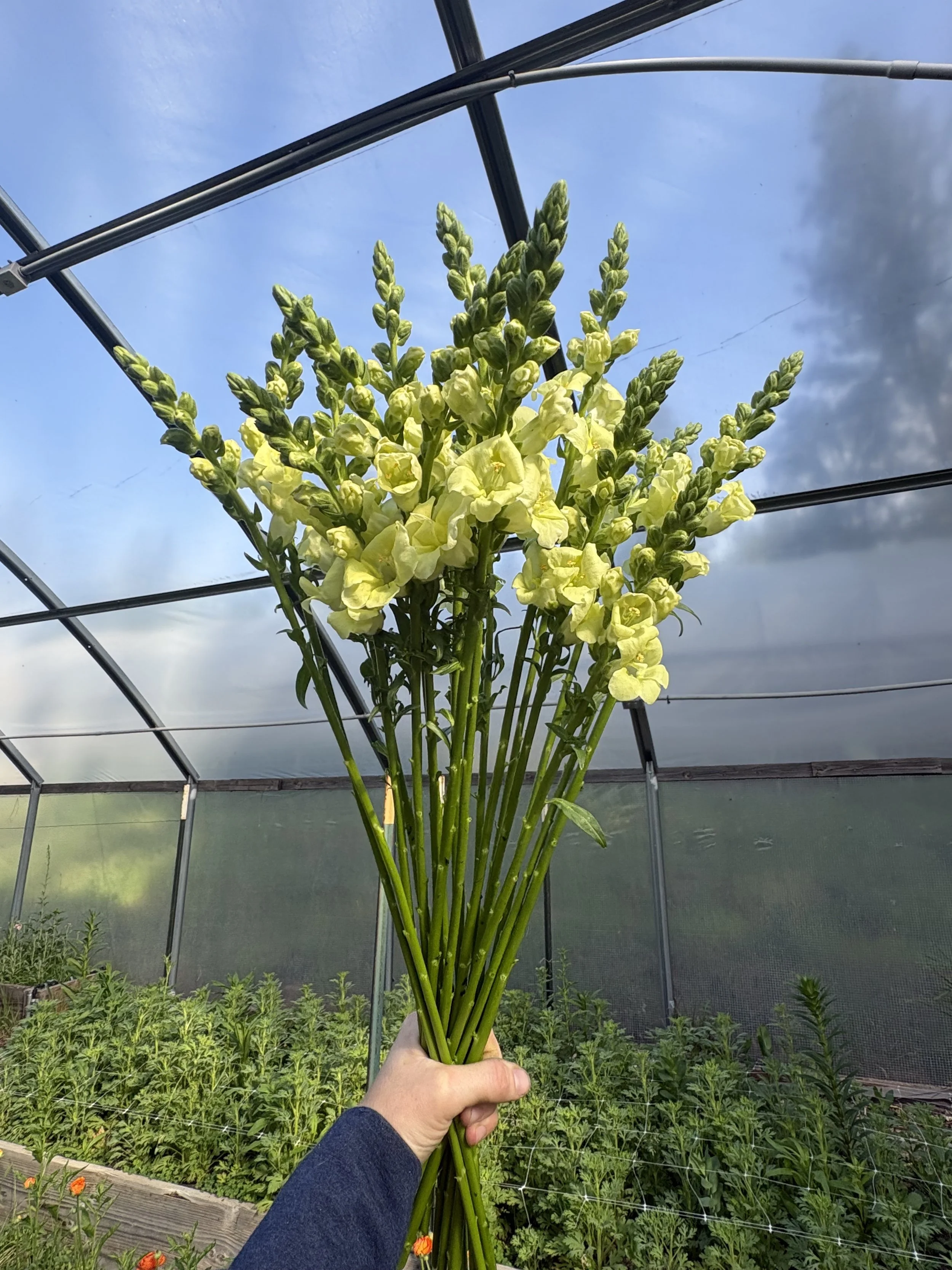 Snap Chantilly Creamy Yellow.jpg