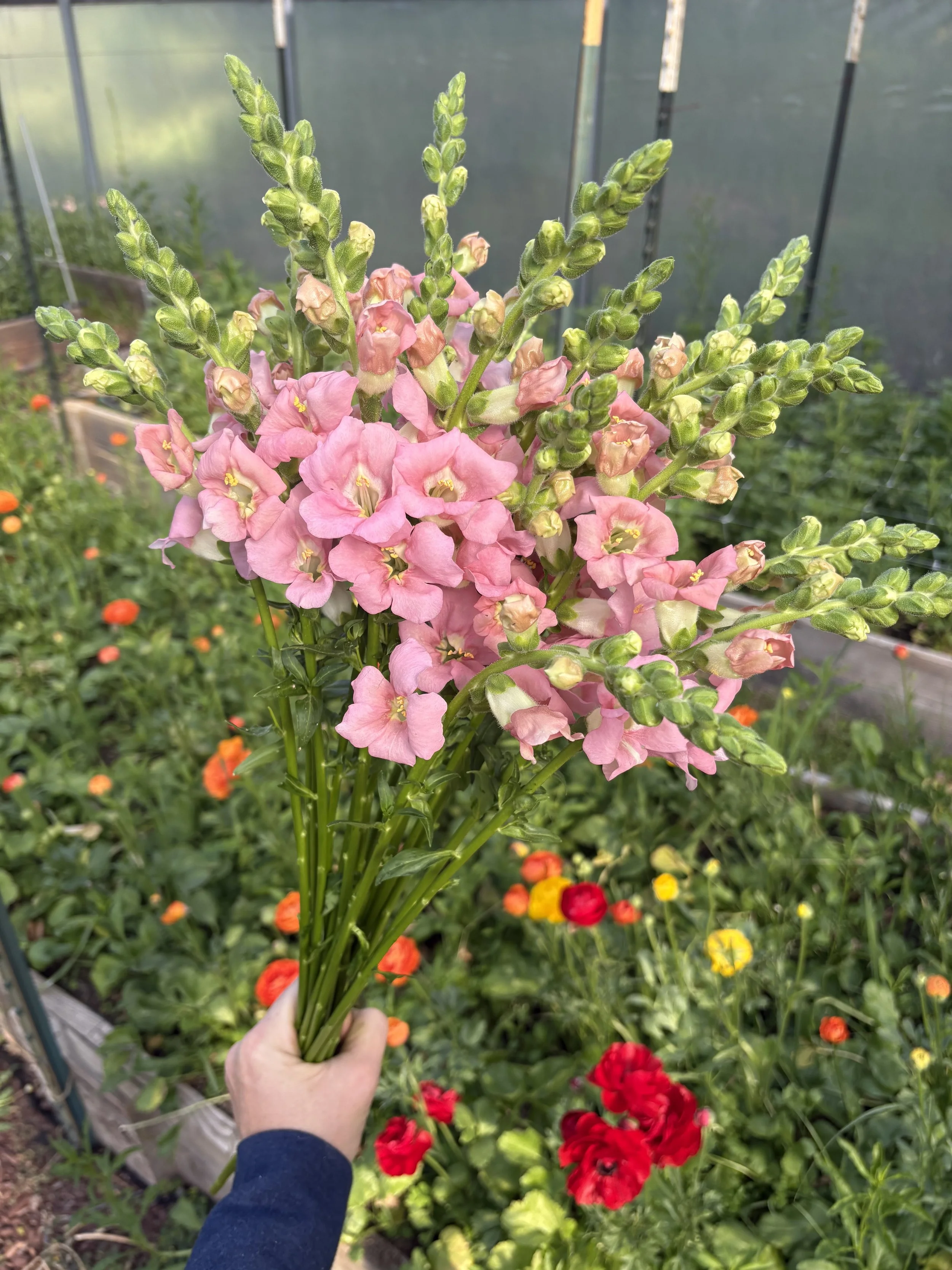 Snap Chantilly Pink.jpg