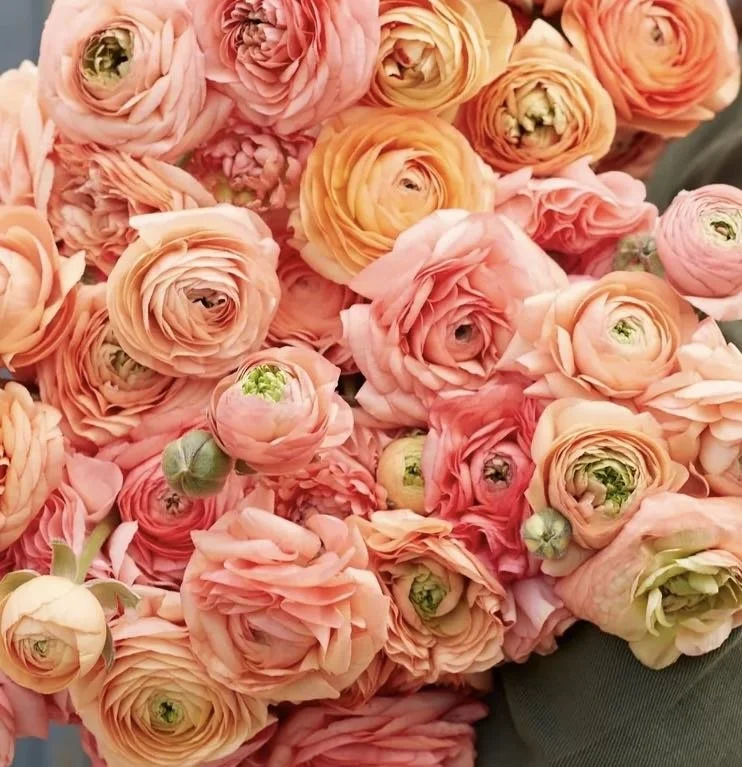 Ranunculus-Salmon