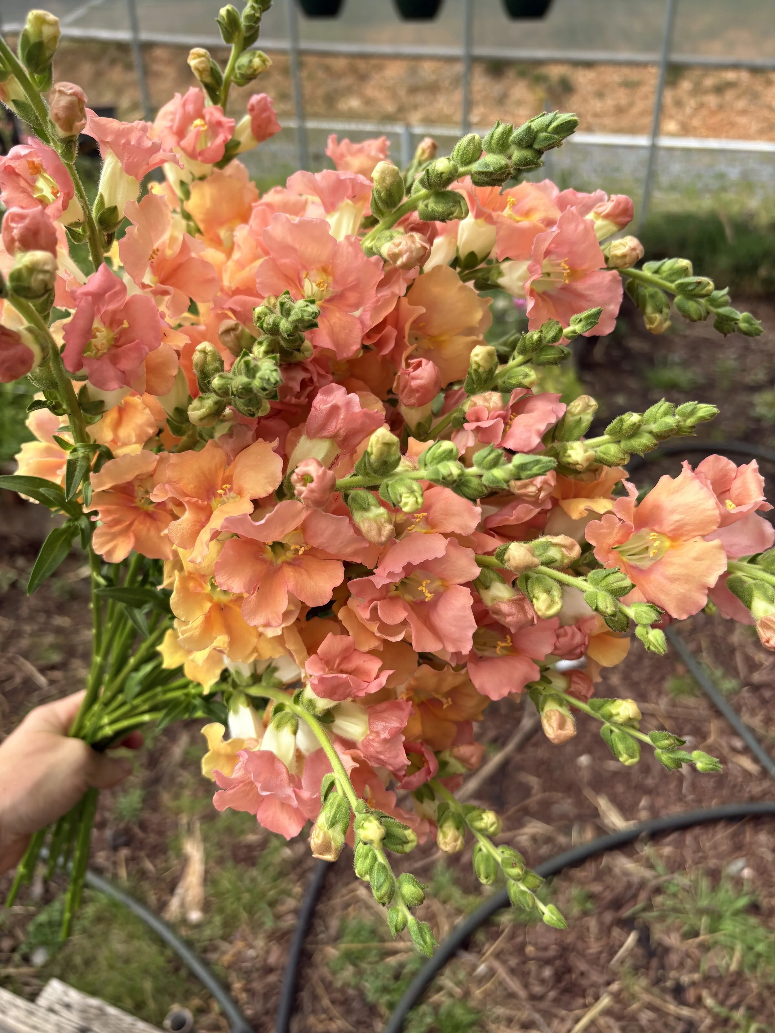 Snap Chantilly Apricot.jpg