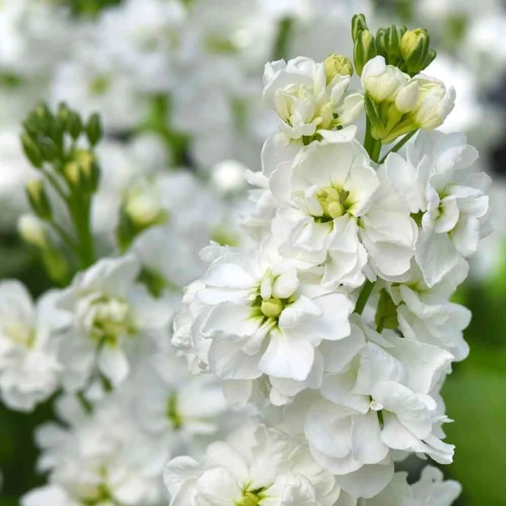 Stock-White