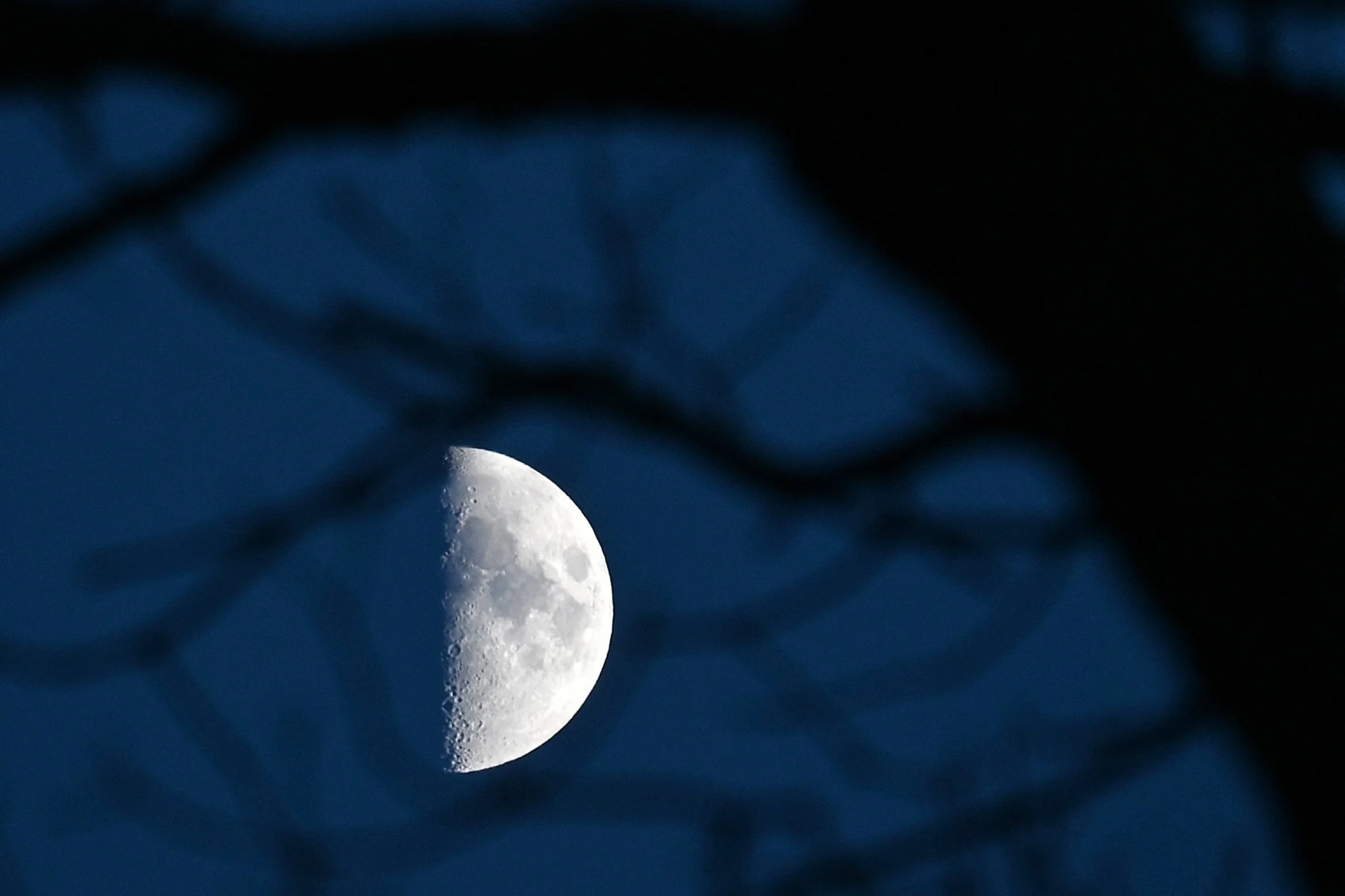 Woodland Soul Botanicals Nocturnal