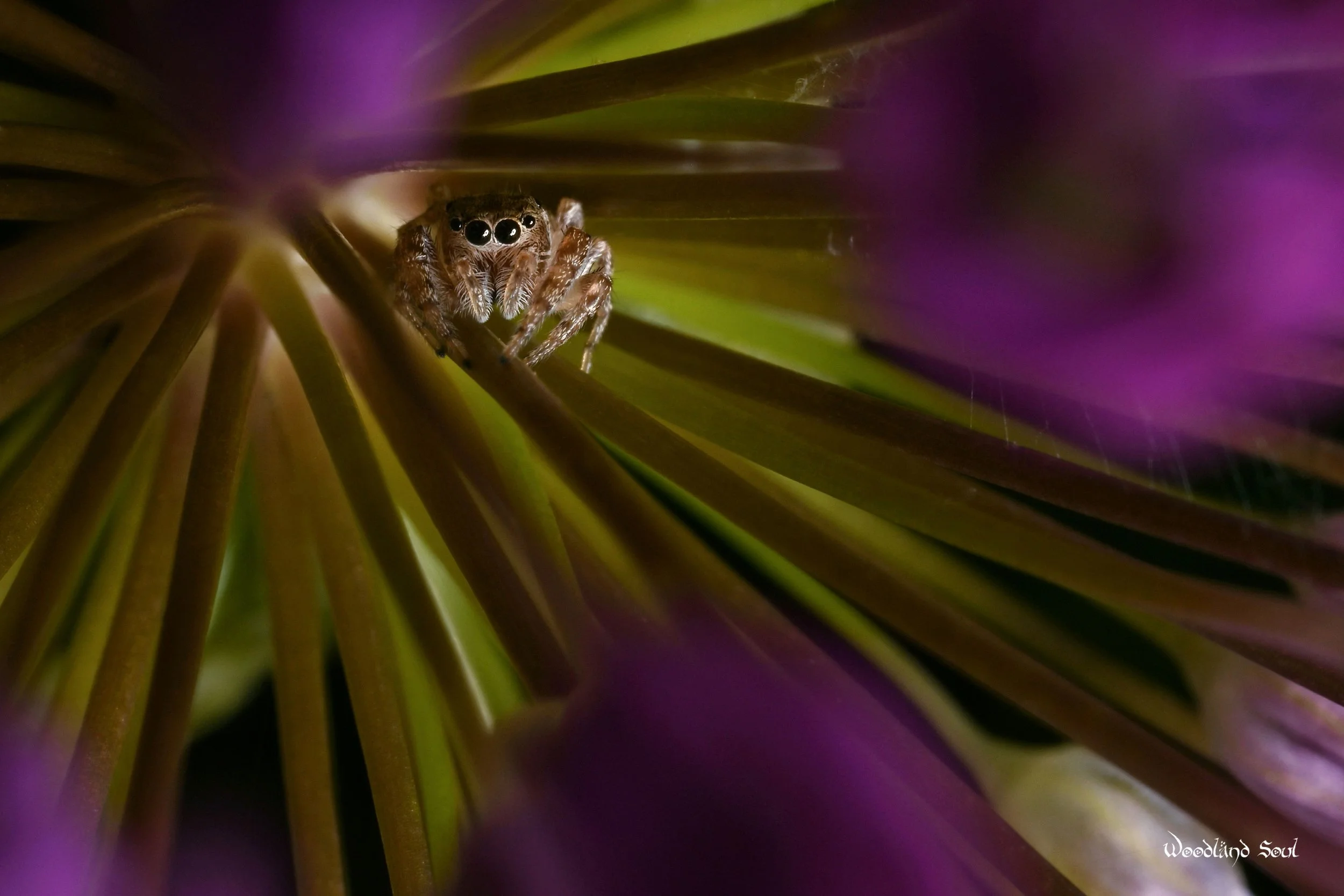 spideralium copy.jpg