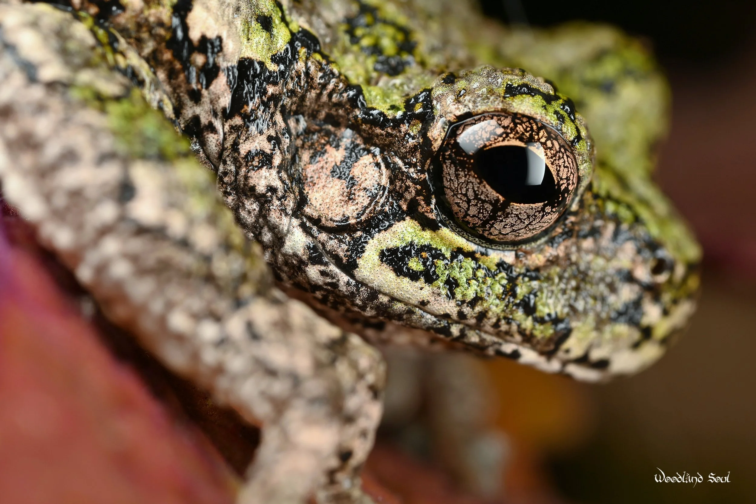treefrog.jpg
