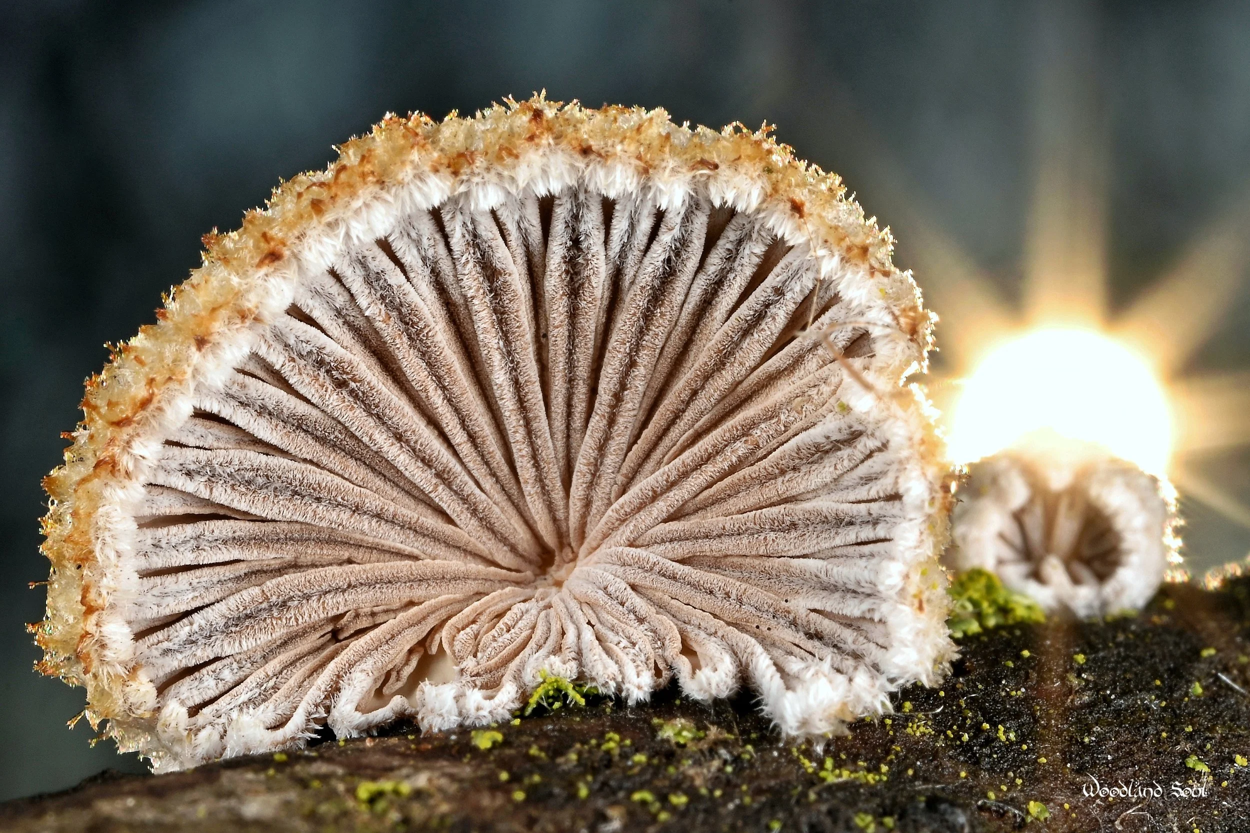 sunsetfungi.jpg