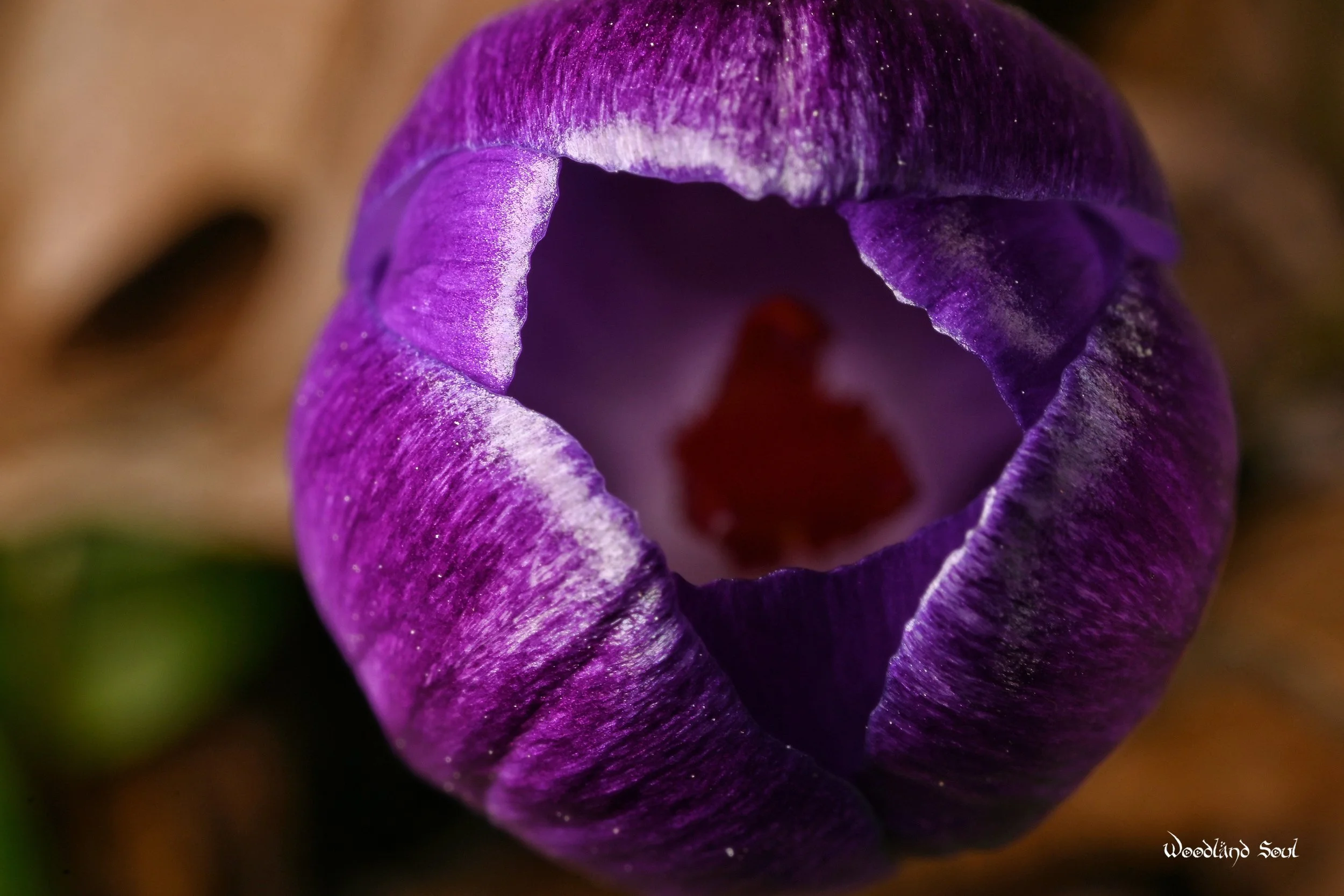 purplecrocus.jpg
