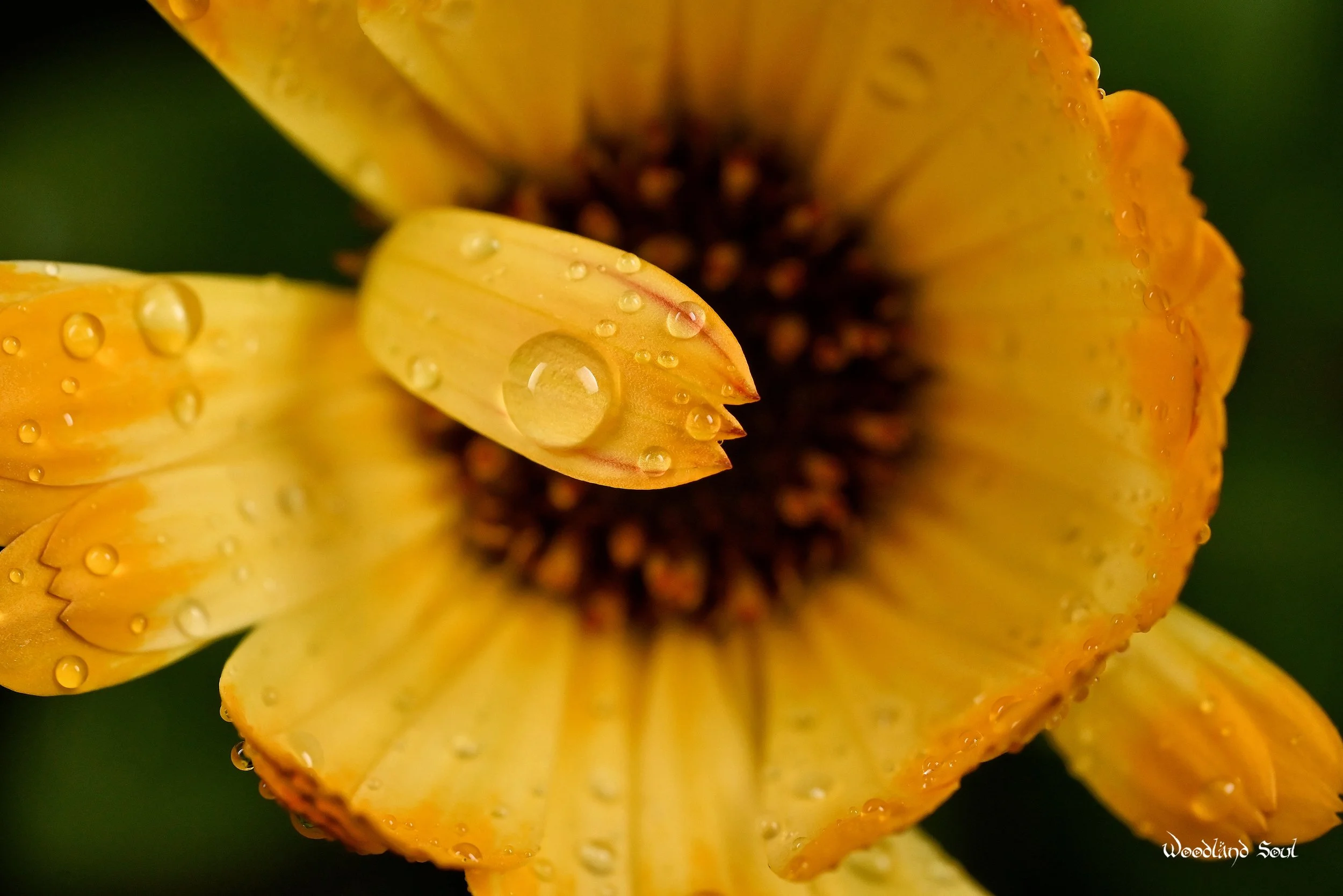 dewcalendula.jpg