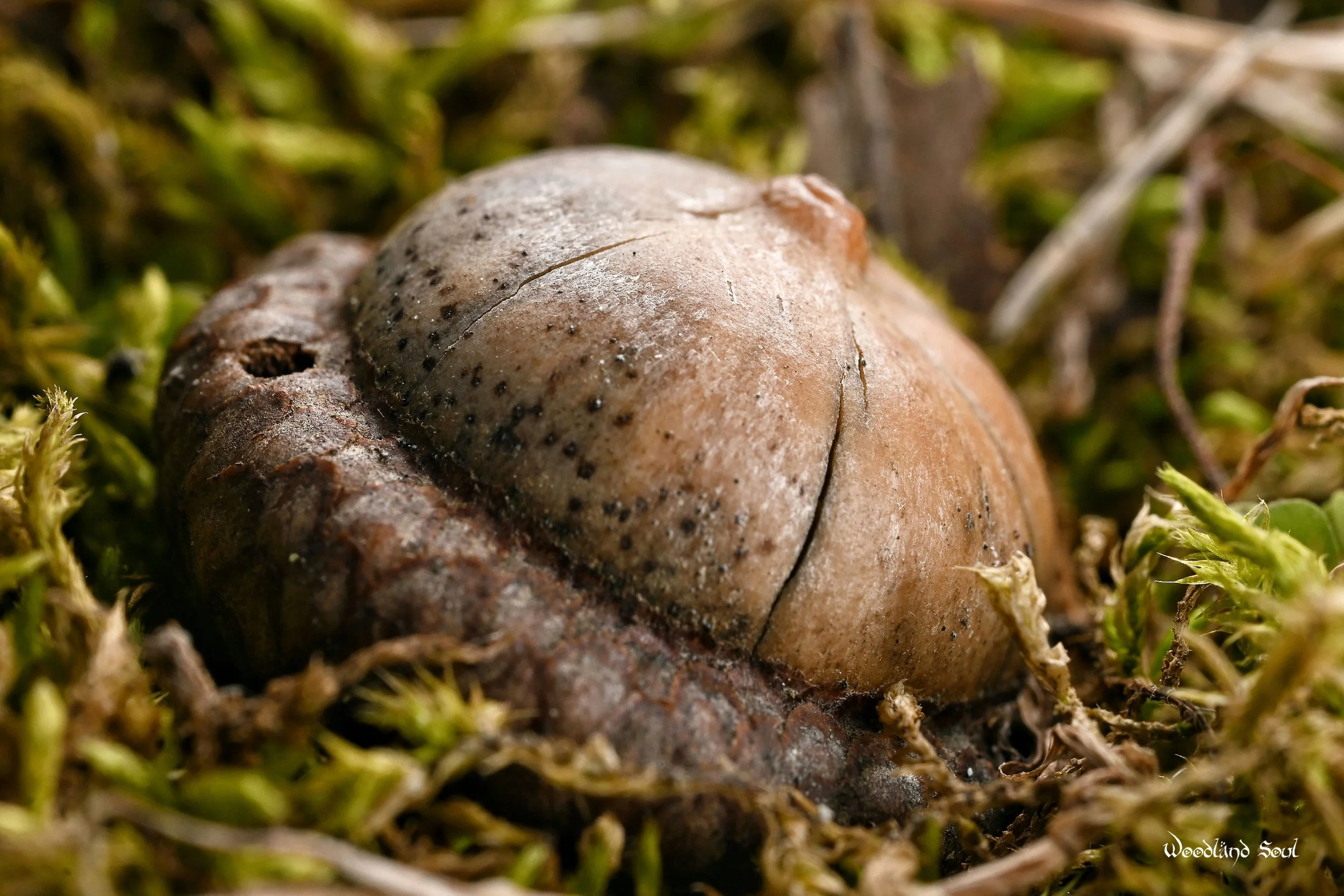 macroacorn.jpg